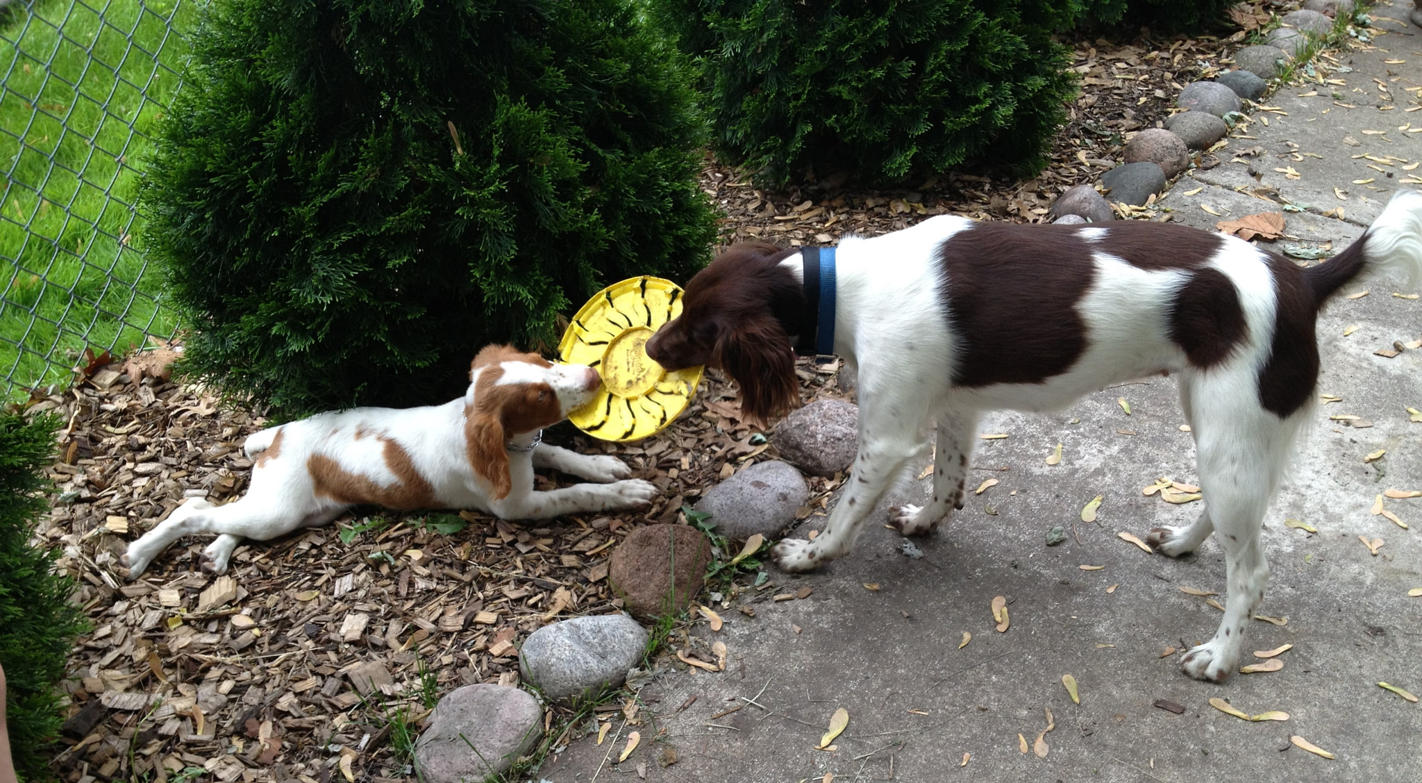 learning the ropes...or frisbee