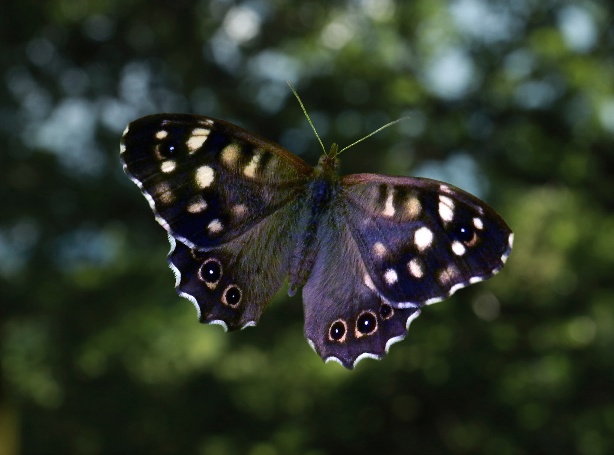 butterfly effect