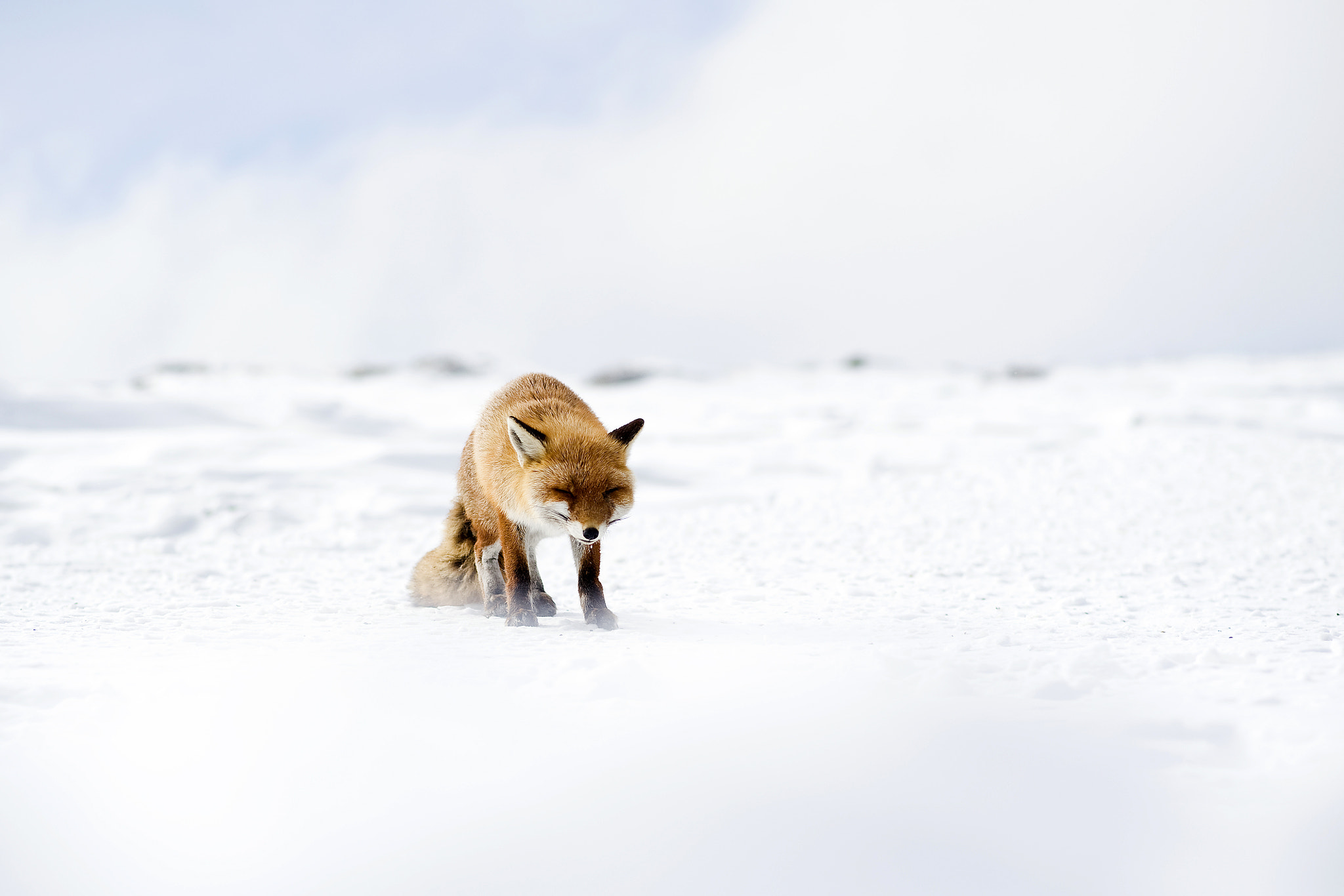 Rotfuchs am Brocken