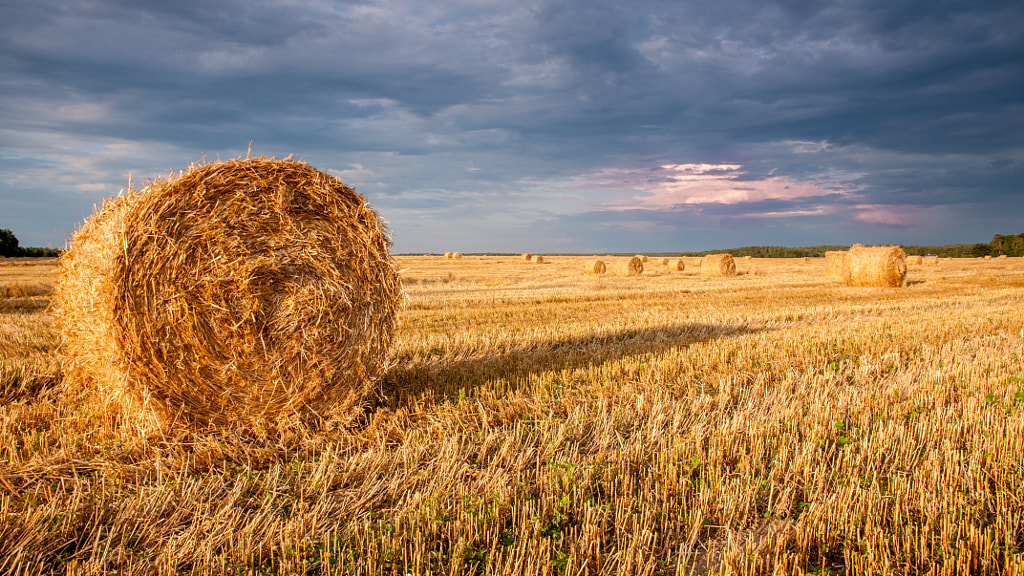 Hay, hay, hay! by Phil Mazur on 500px.com