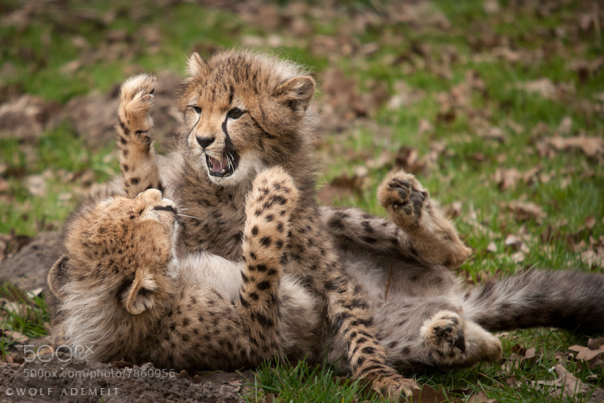 3 cheetah cub play