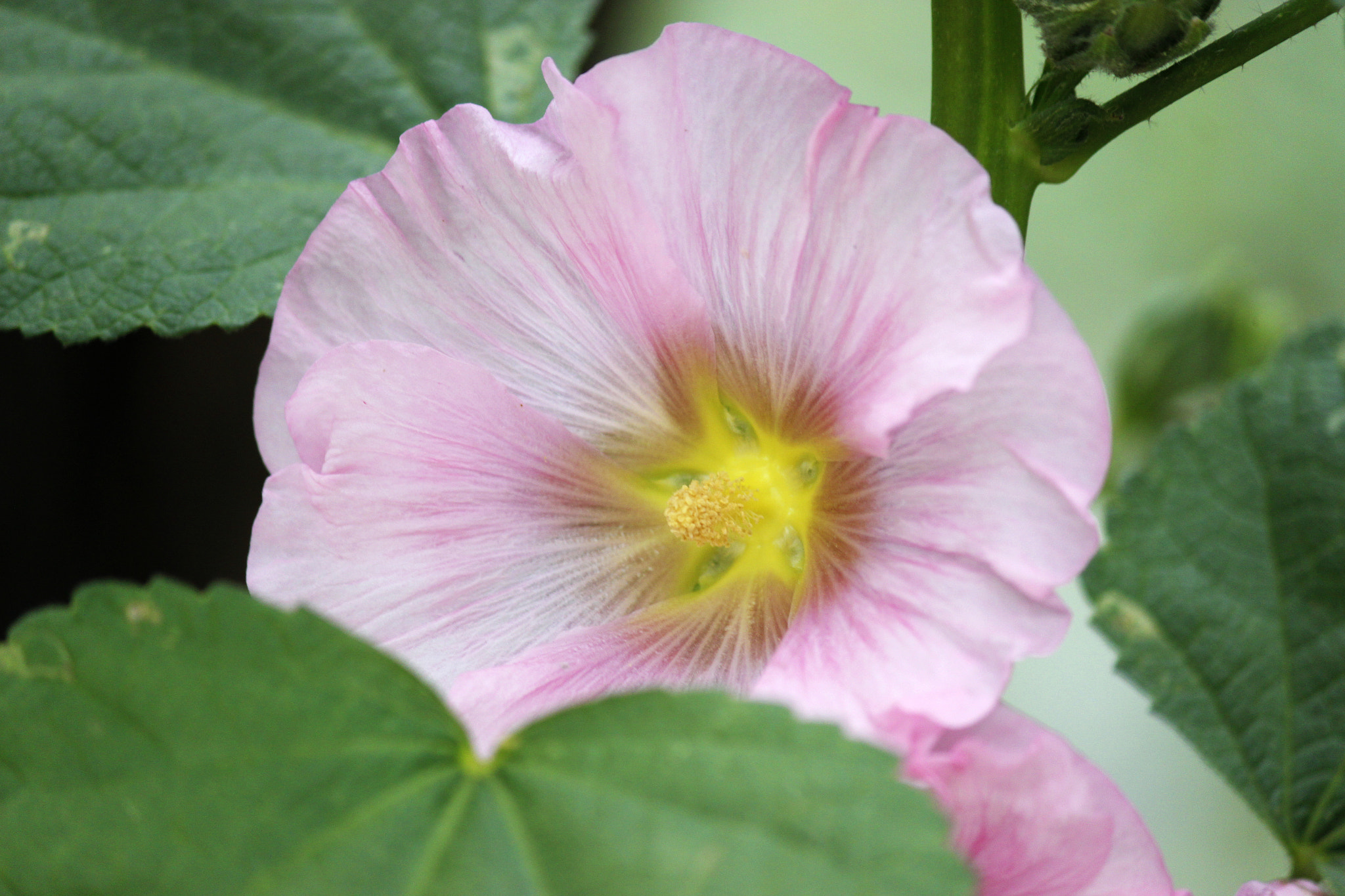 Pink Flower