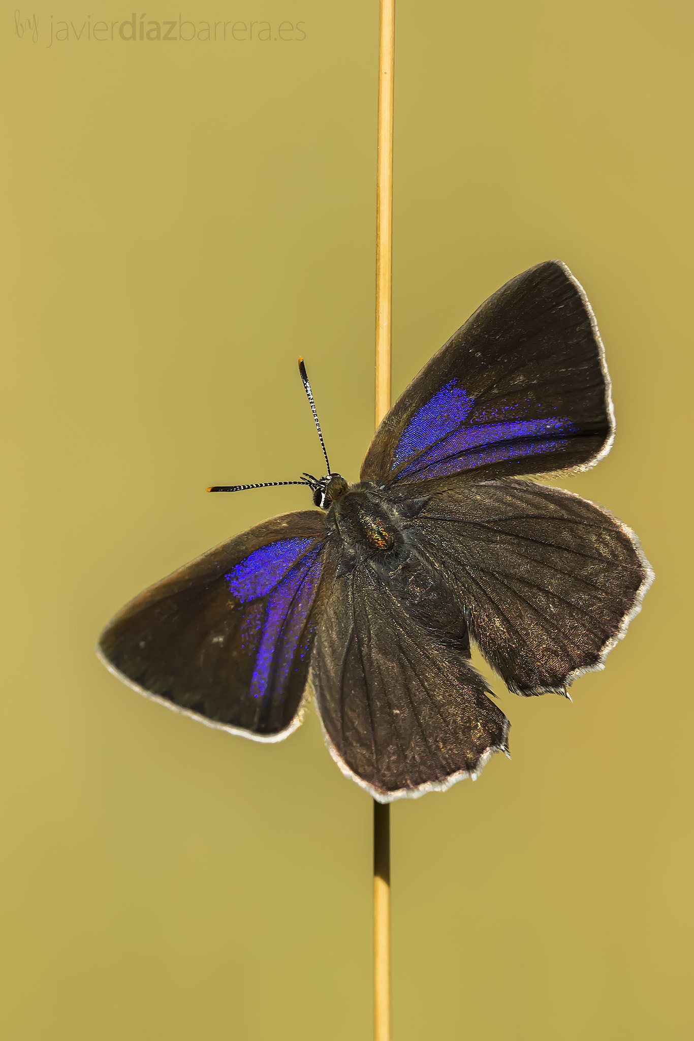 Favonius quercus