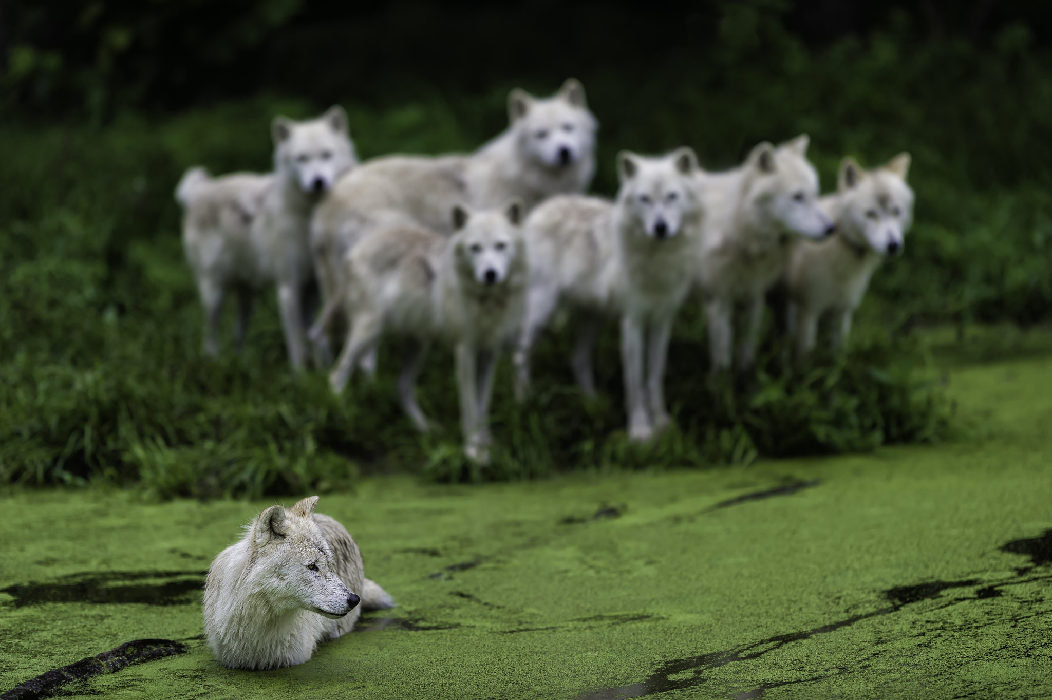 Gathering at the crossing...