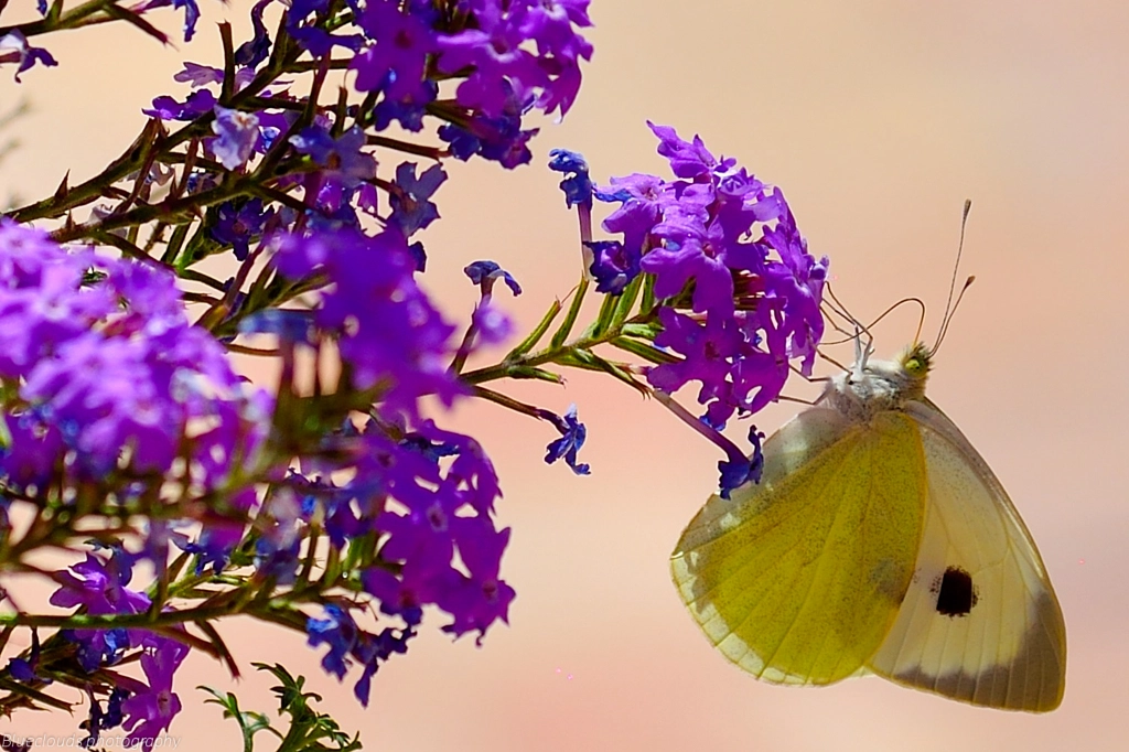 Chasing Butterflies 4 by eseka001 on 500px.com