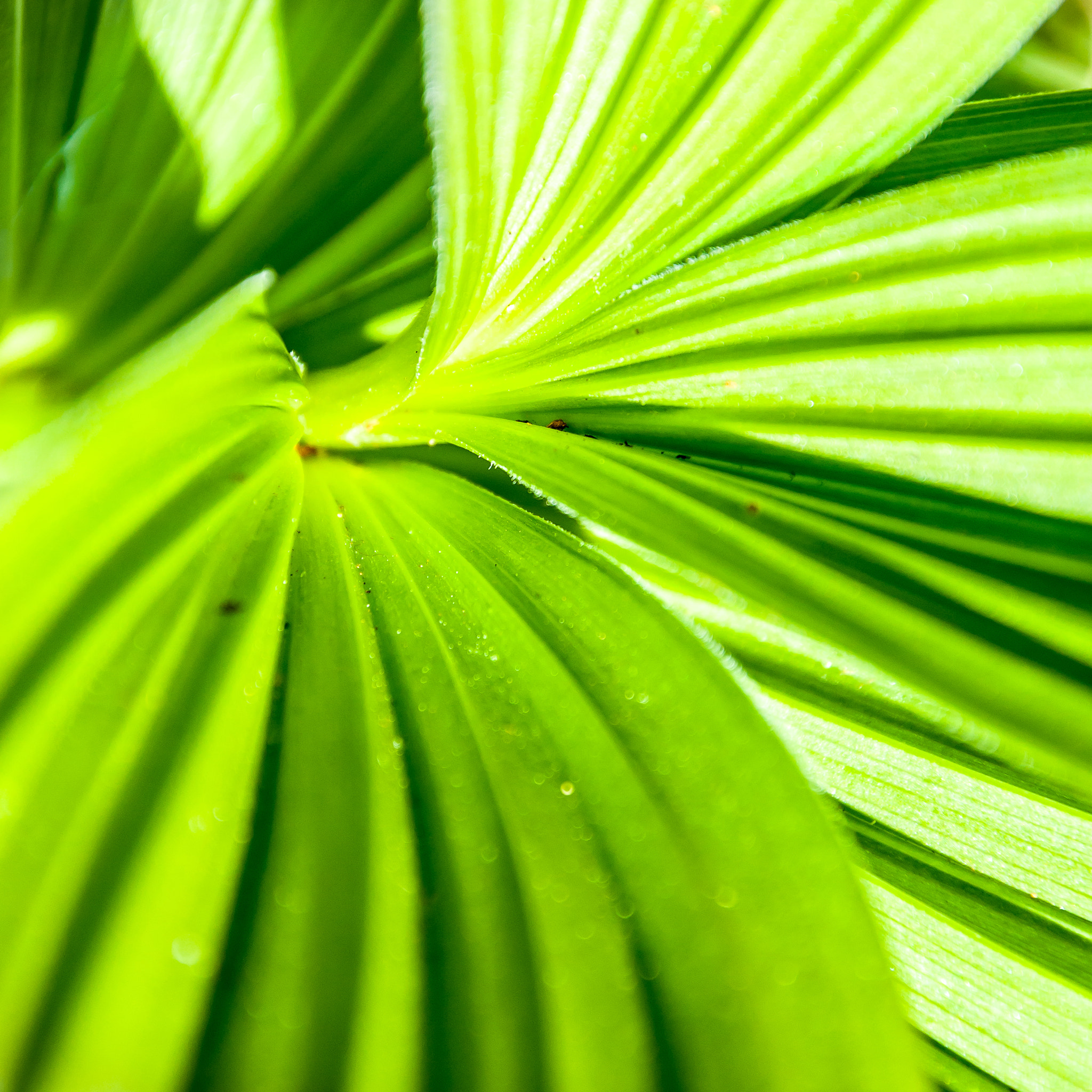 Leaf Patterns