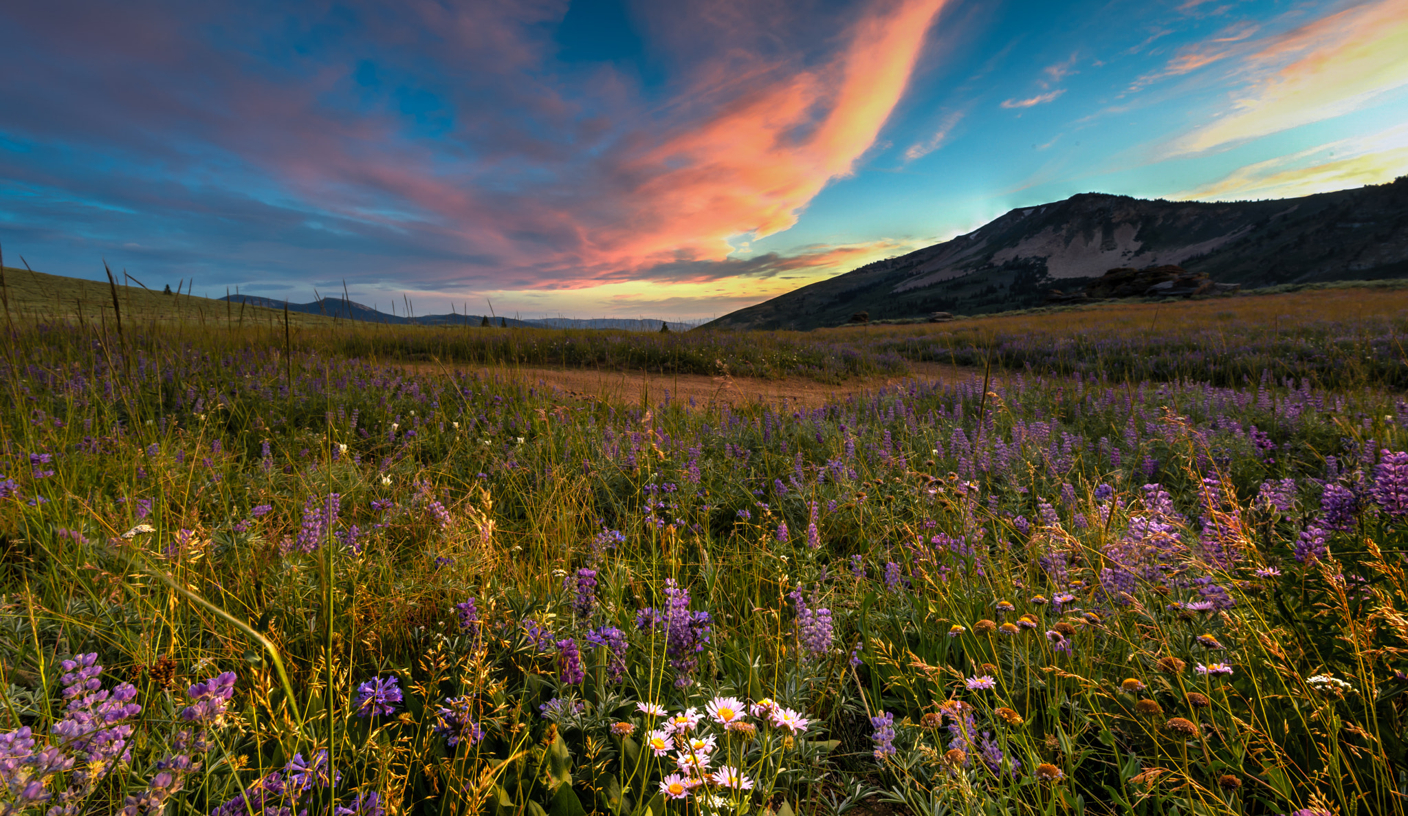 Glowing Meadow