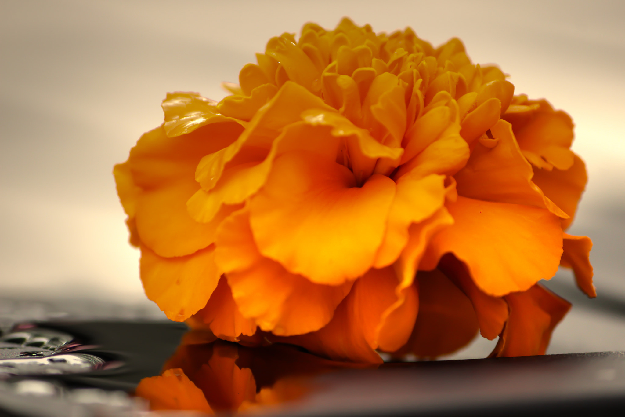 Marigold