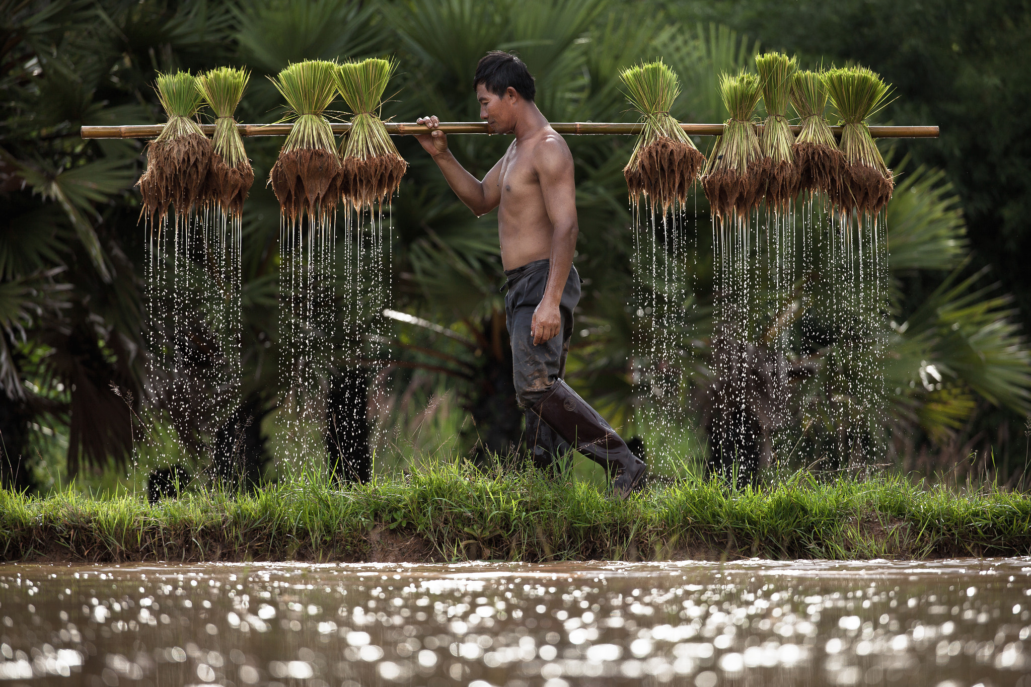 Farmer in tropical