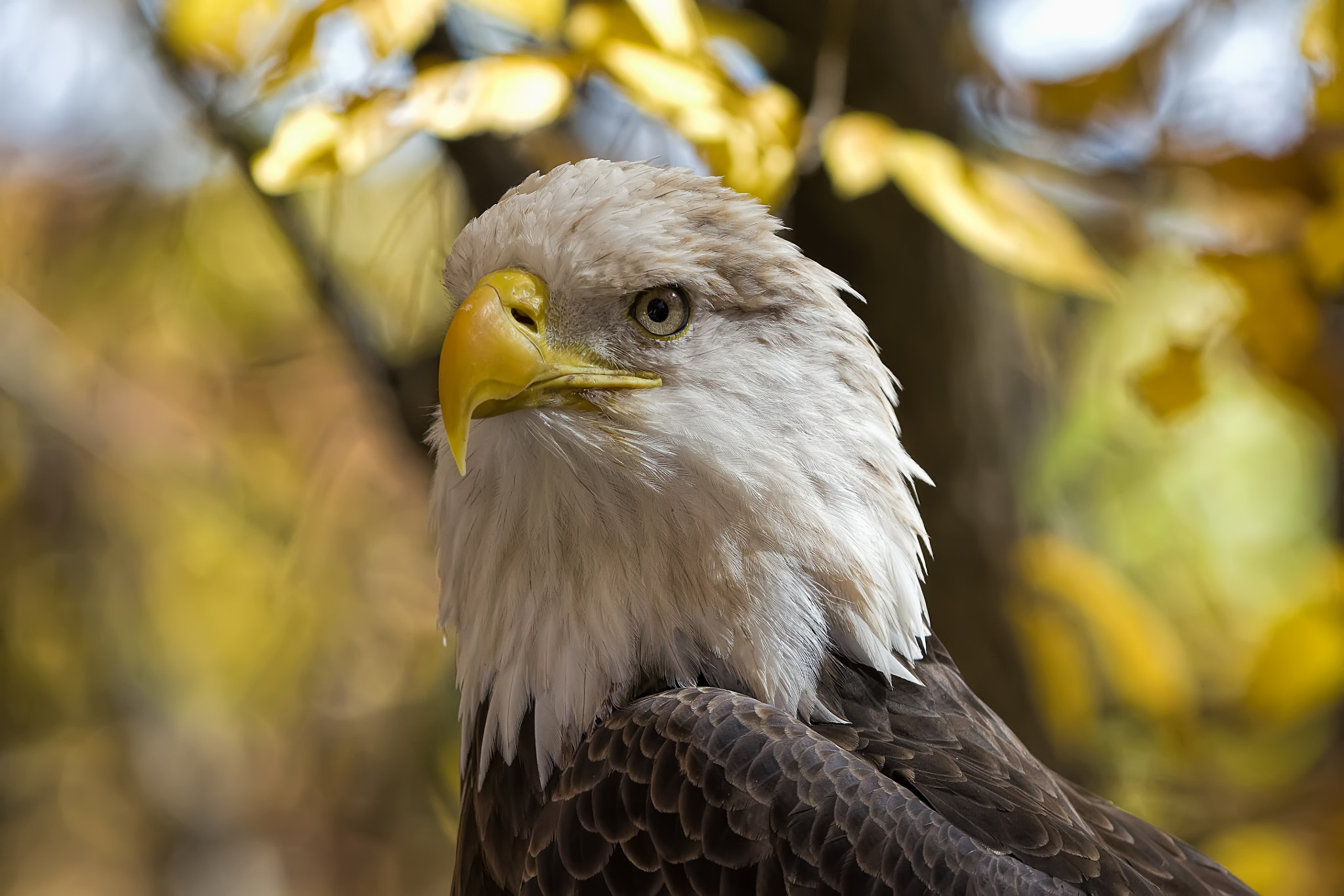 Bald Eagle