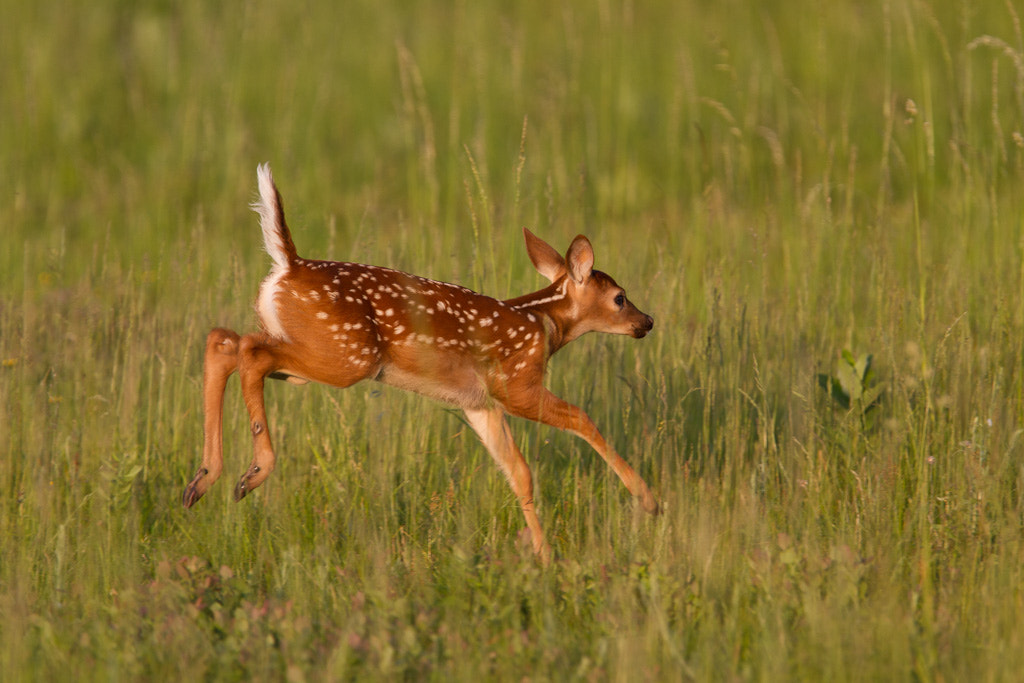 Running Fawn by Mark Anderson - Photo 788763 / 500px