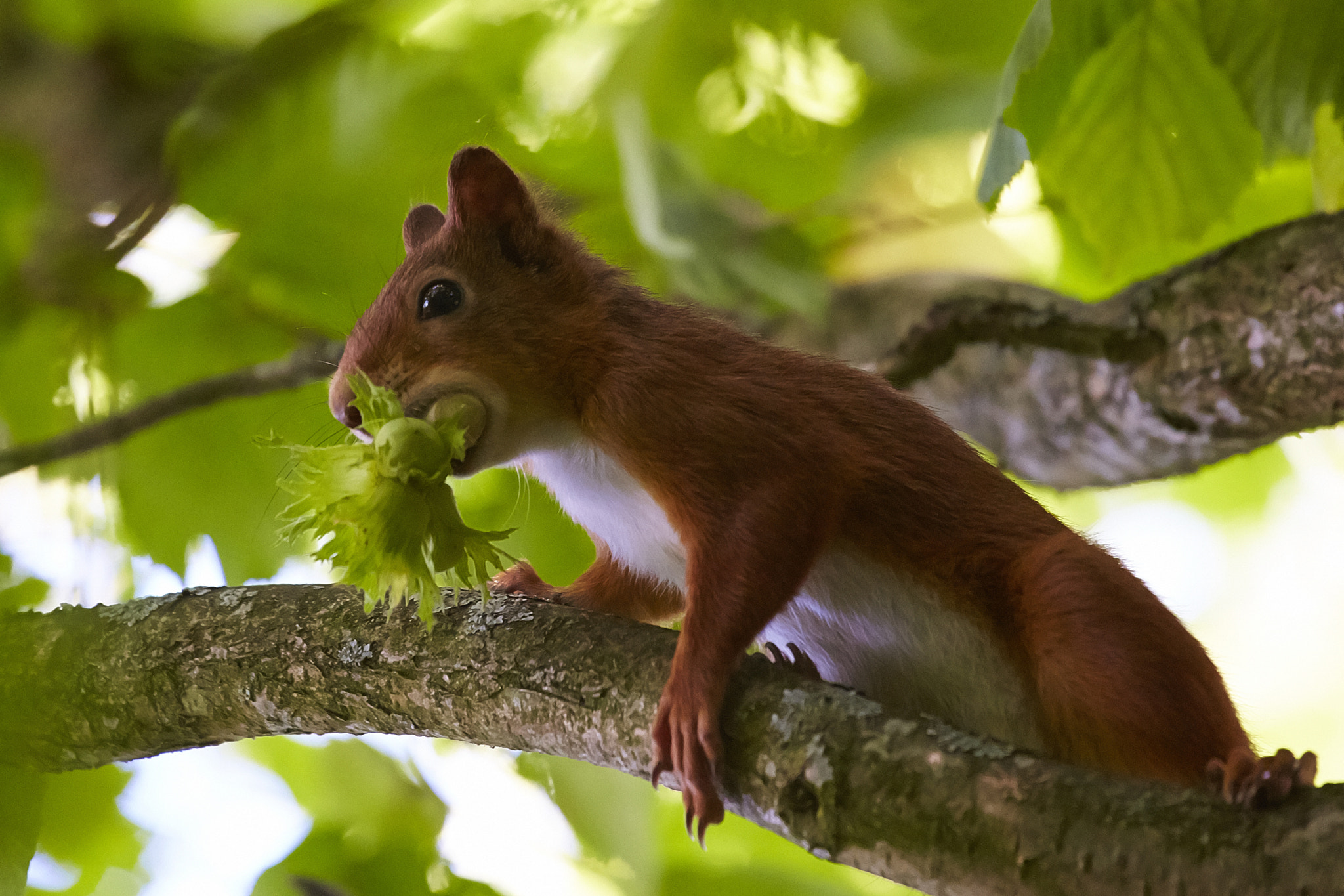 Gathering food