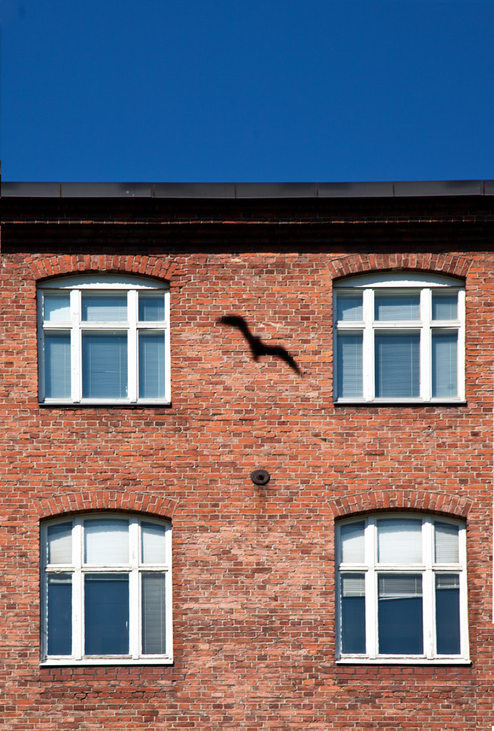 bird by Tatiana Lyutkevich on 500px.com