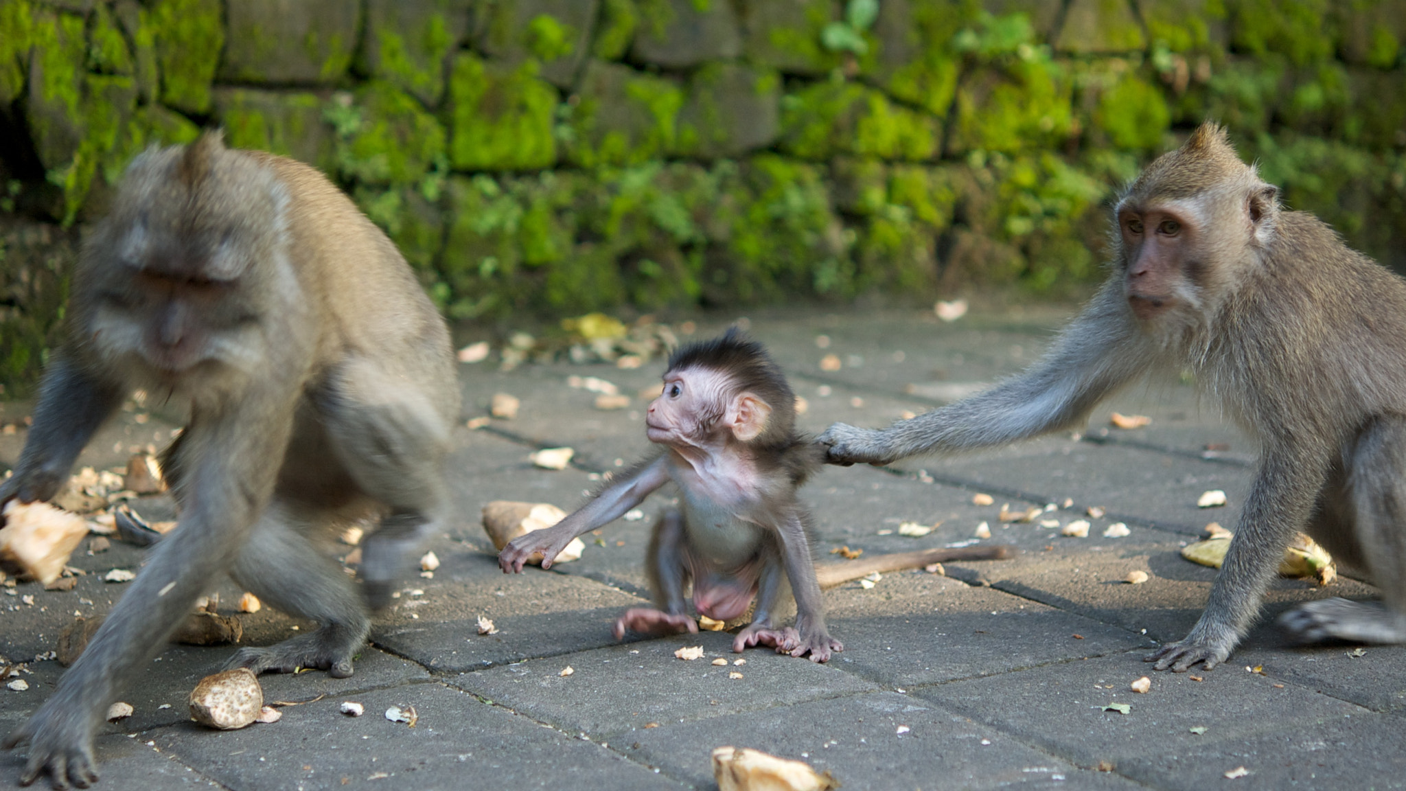 Mother monkey catching her child