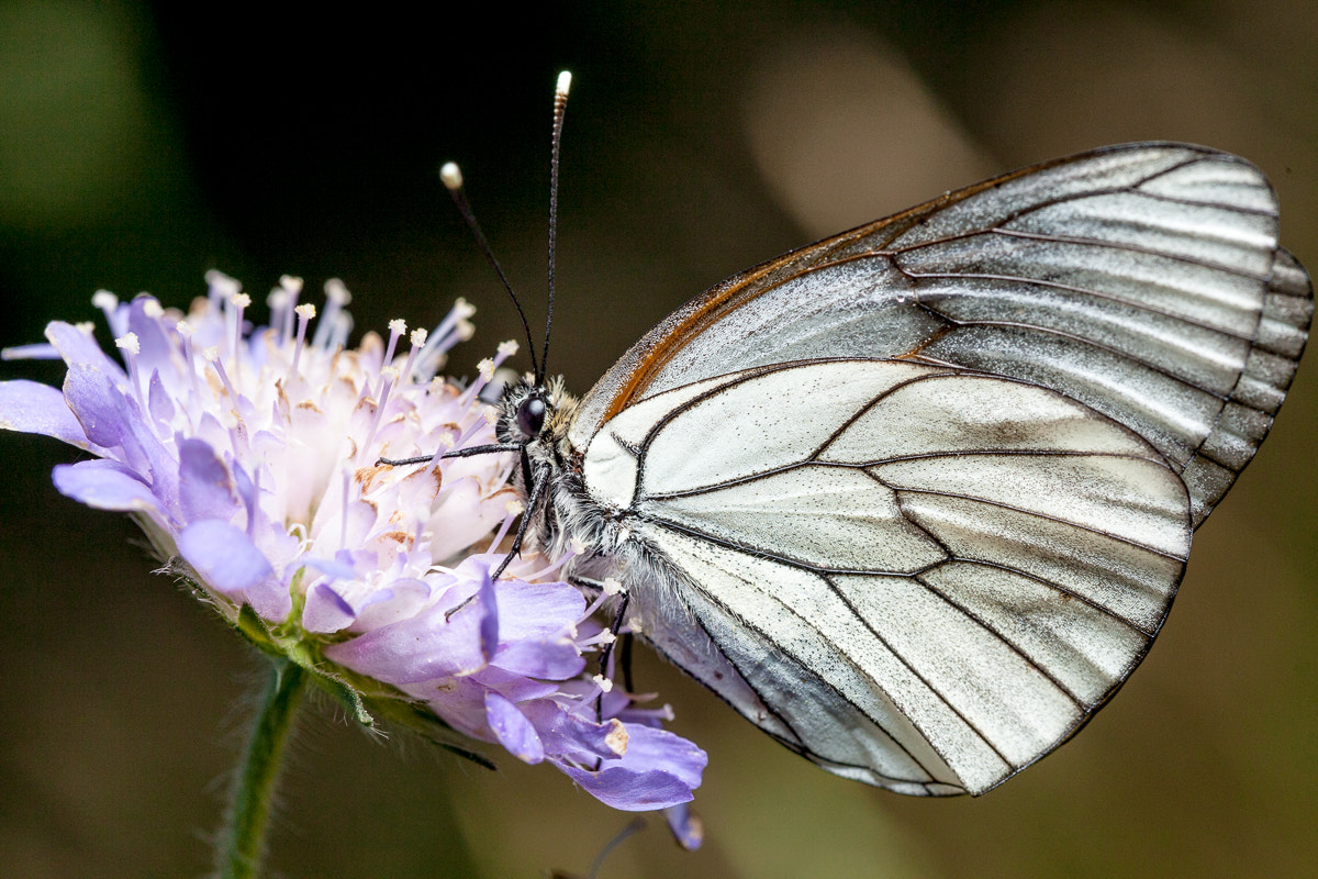 Aporia crataegi