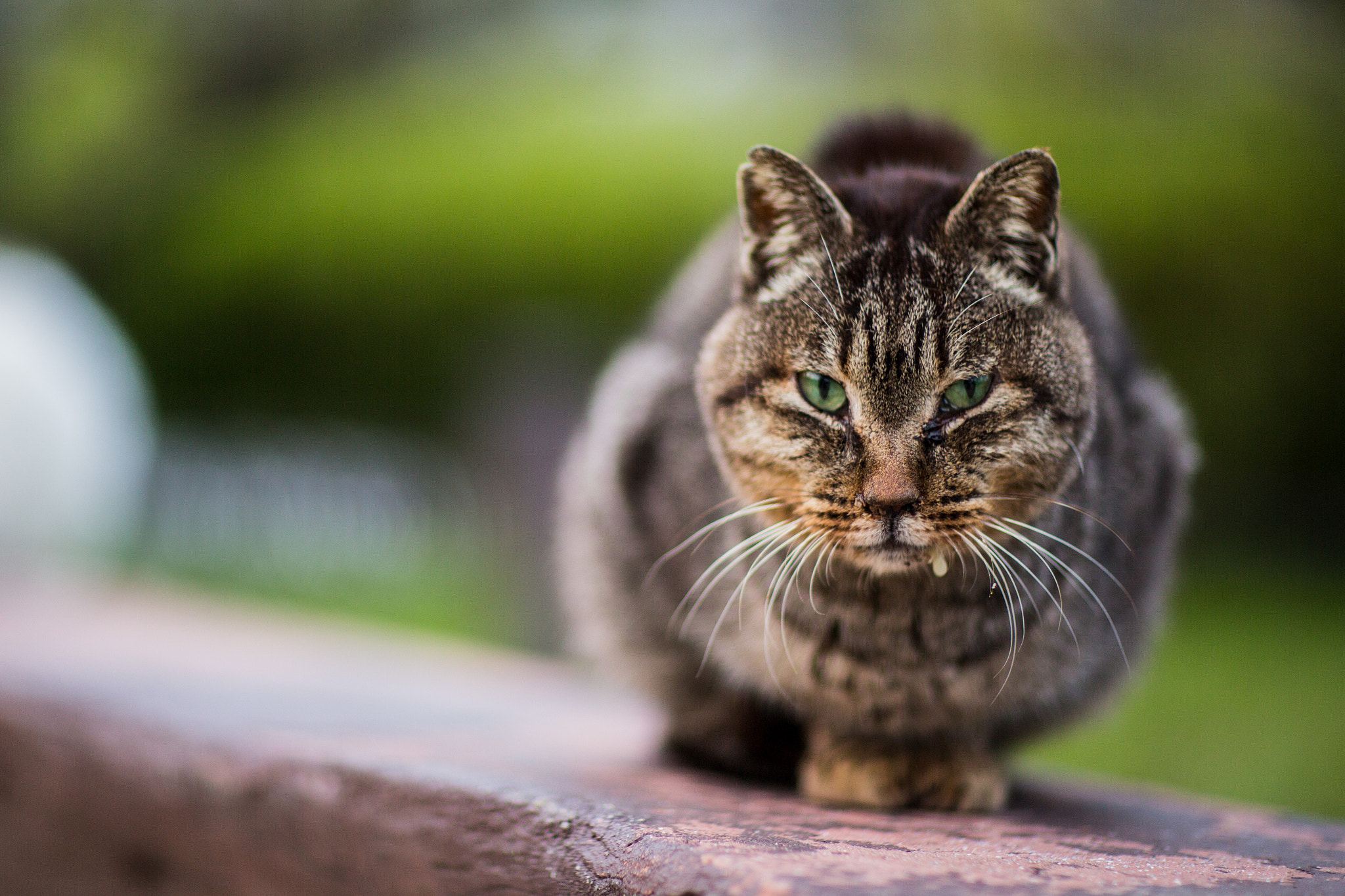 Osaka Stray Cat