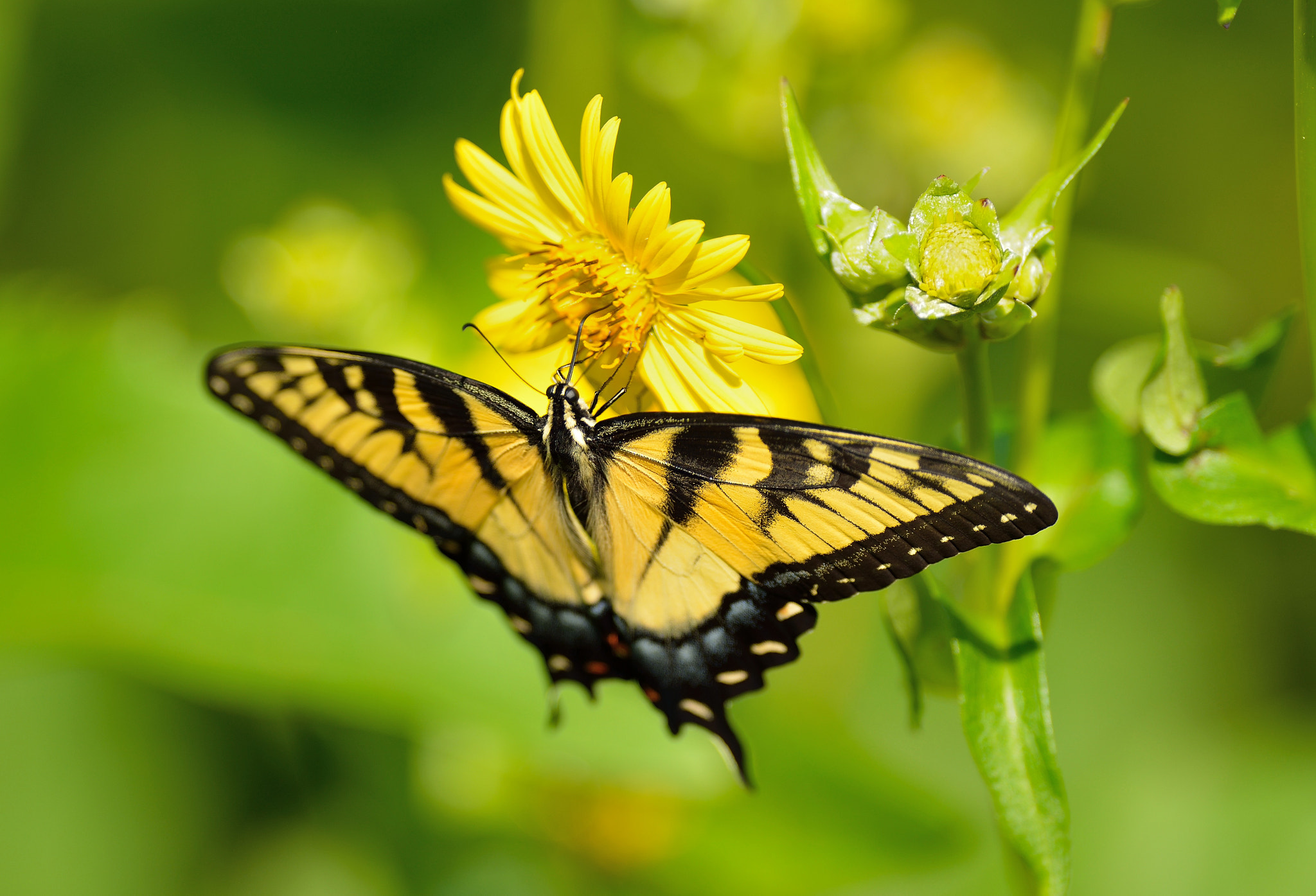 Anise Swallowtail by Rumen Raykov on 500px.com