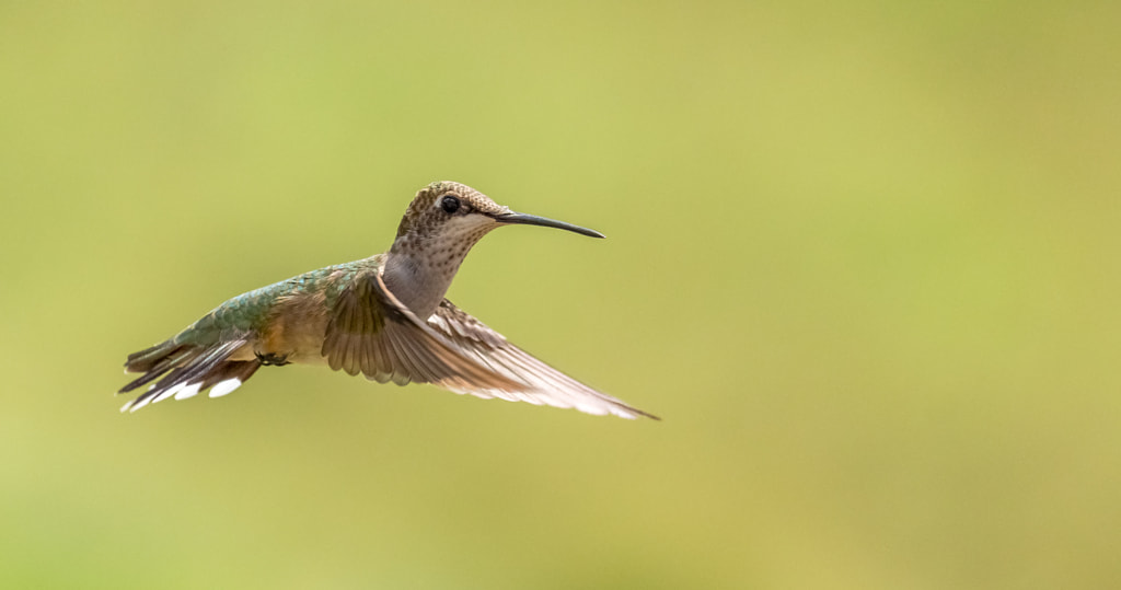 NICE POSE by LAURA ZAMFIRESCU on 500px.com