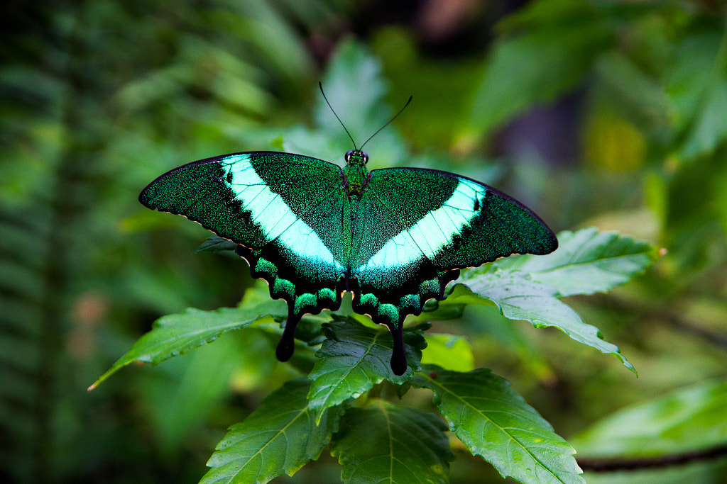 Butterfly Farm by aLx Photo / 500px