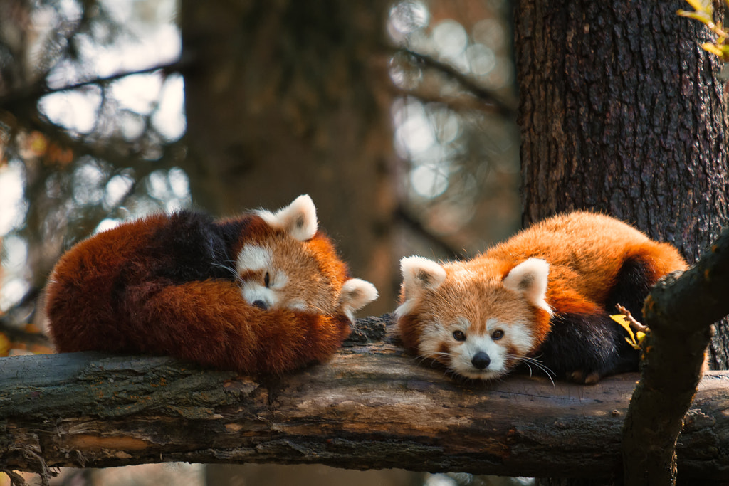 30 Sleepy Photos of Animals Napping... or Trying Really Hard Not To - 500px