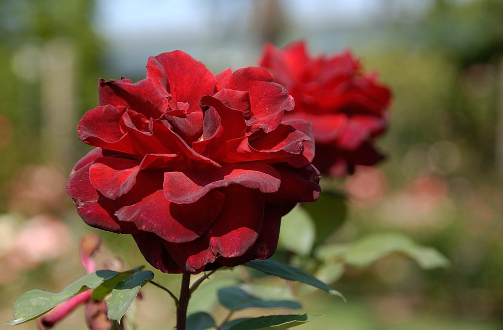 Big Red by John_Burke on 500px.com