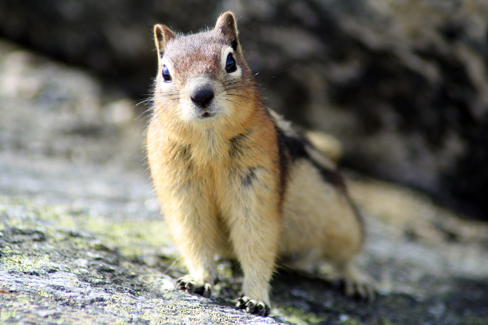 Really Cute Chipmunk (Golden-Mantled Ground Squirrel) by Matthew Horton