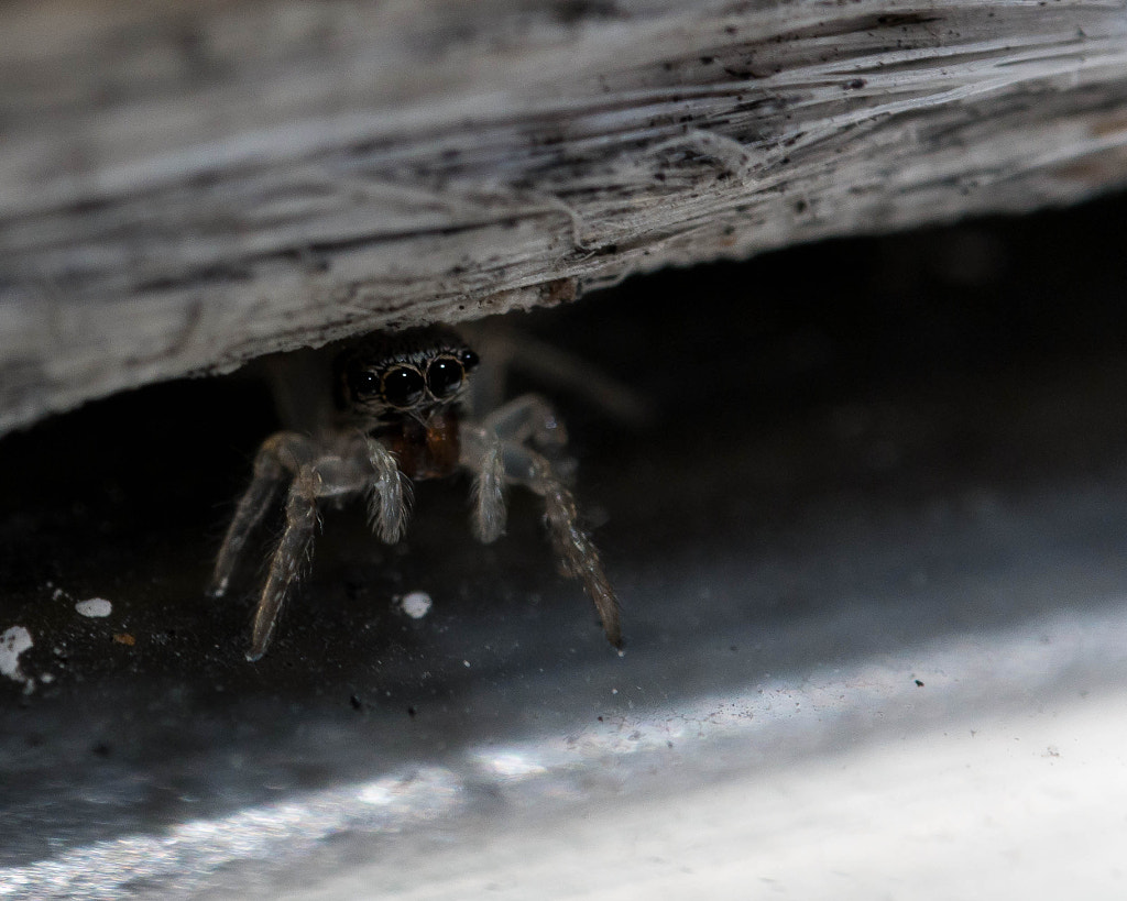 Window Hider by Steven Ellingson on 500px.com