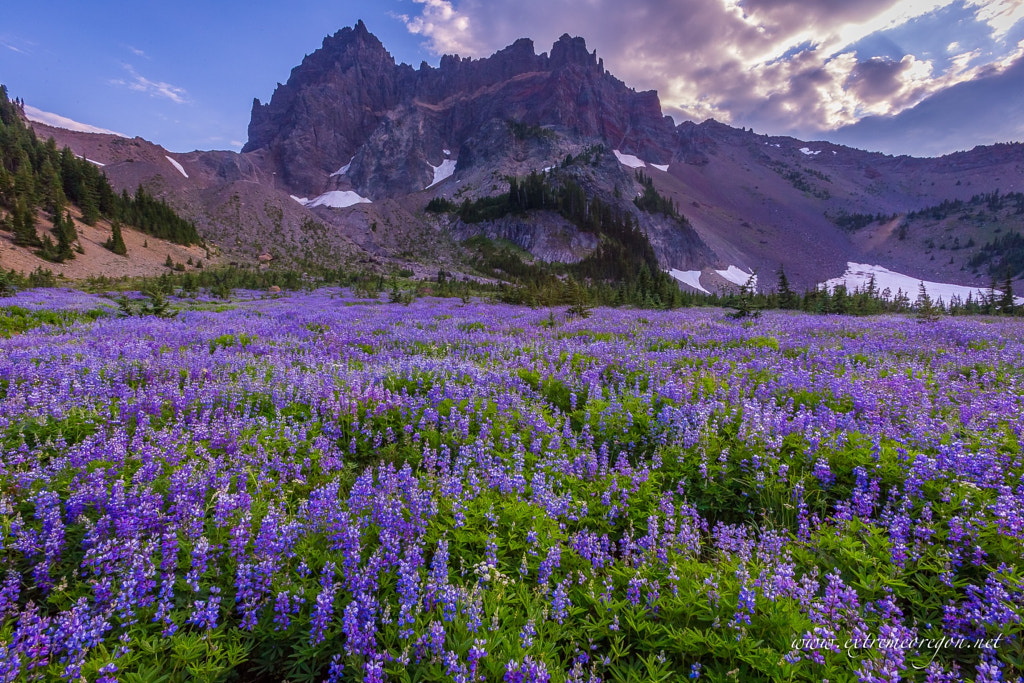 Canyon Creek Lupine Bloom by James Dustin Parsons on 500px.com
