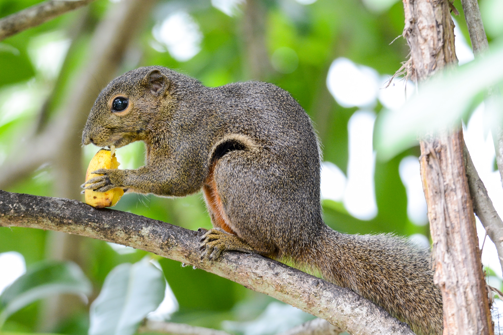 Image result for plantain squirrel