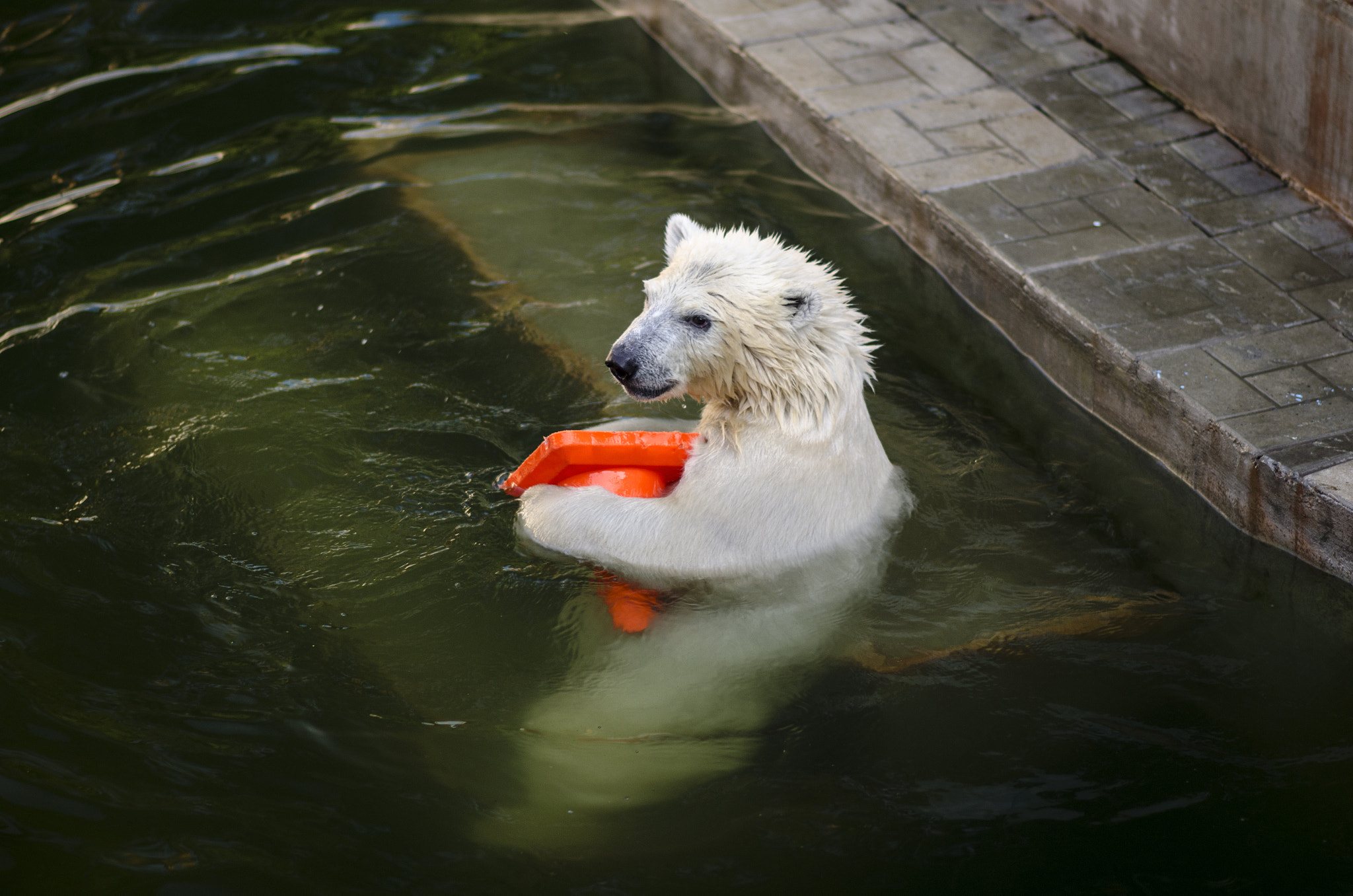 Polar bear