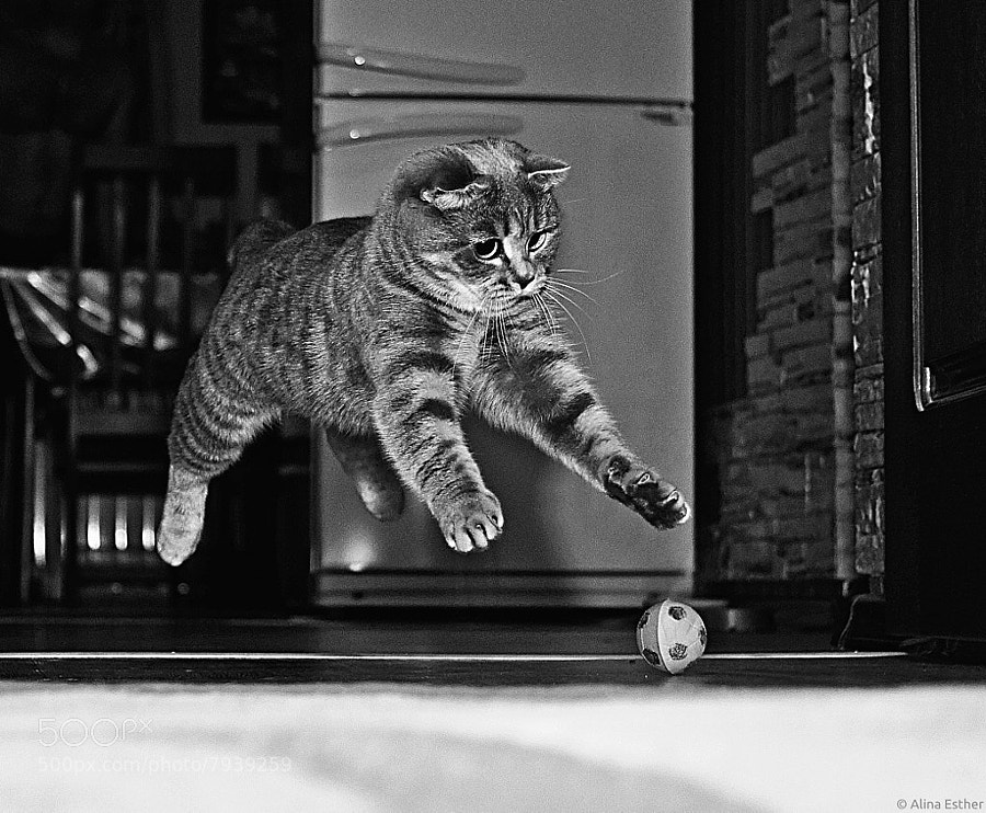 Photograph playing :) by Alina Esther