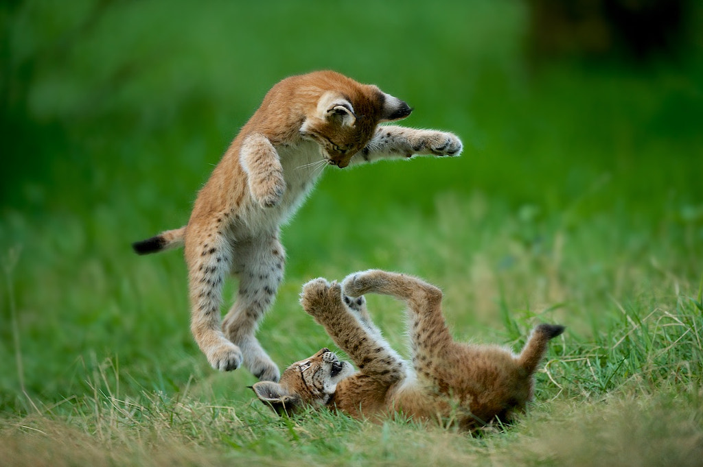 Flying lynx by Stefan Rosengarten on 500px.com