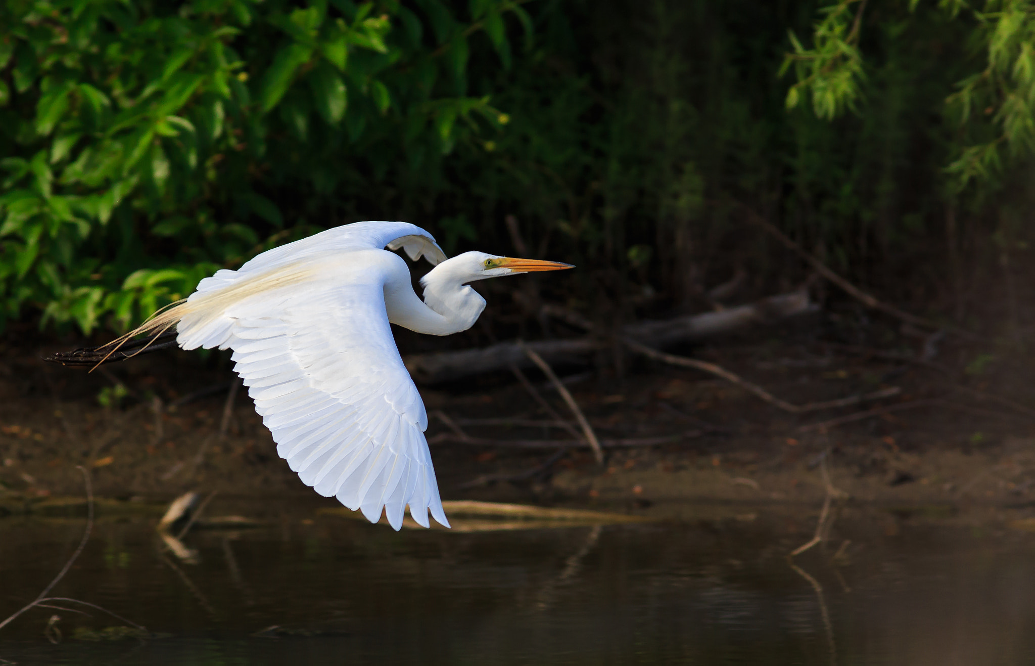 Great Egret