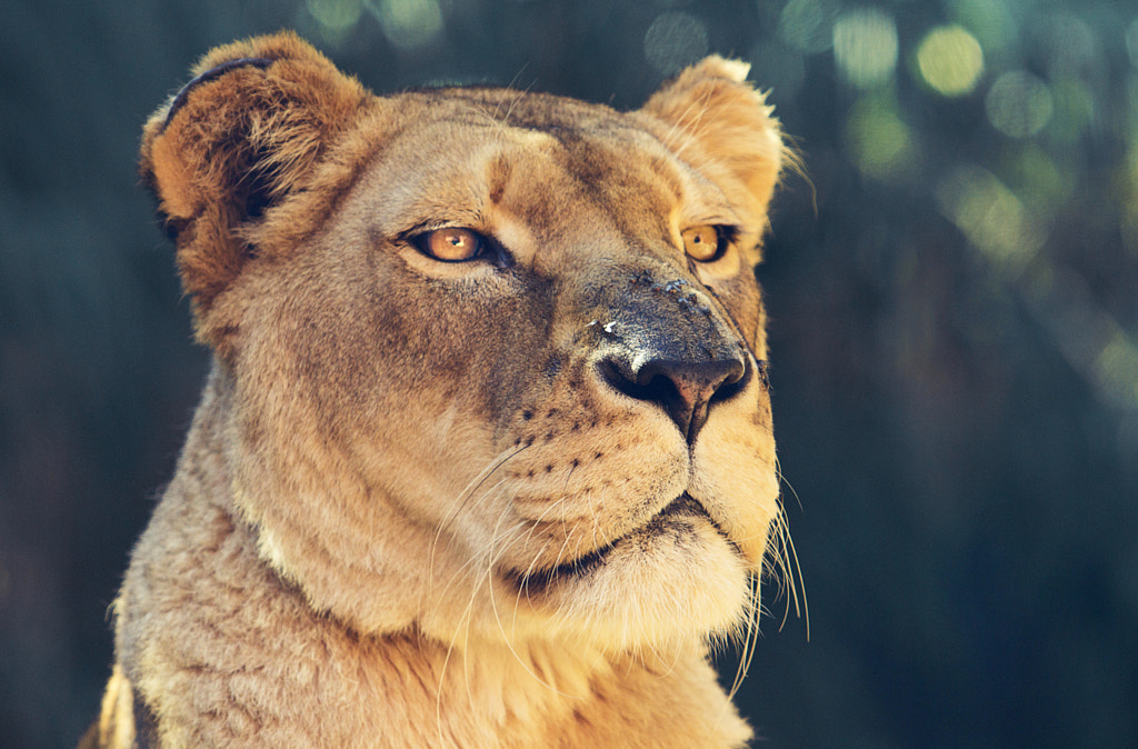 Proud Lioness By Jd Ea Dee   500px