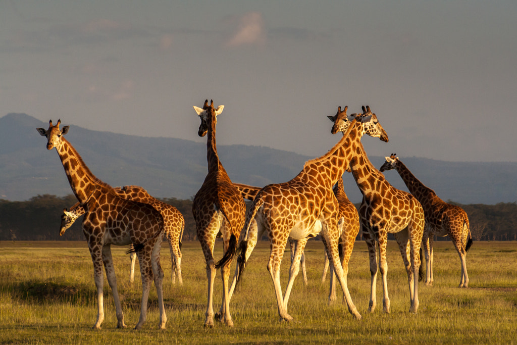 Giraffes by Pierre-Yves Babelon on 500px.com