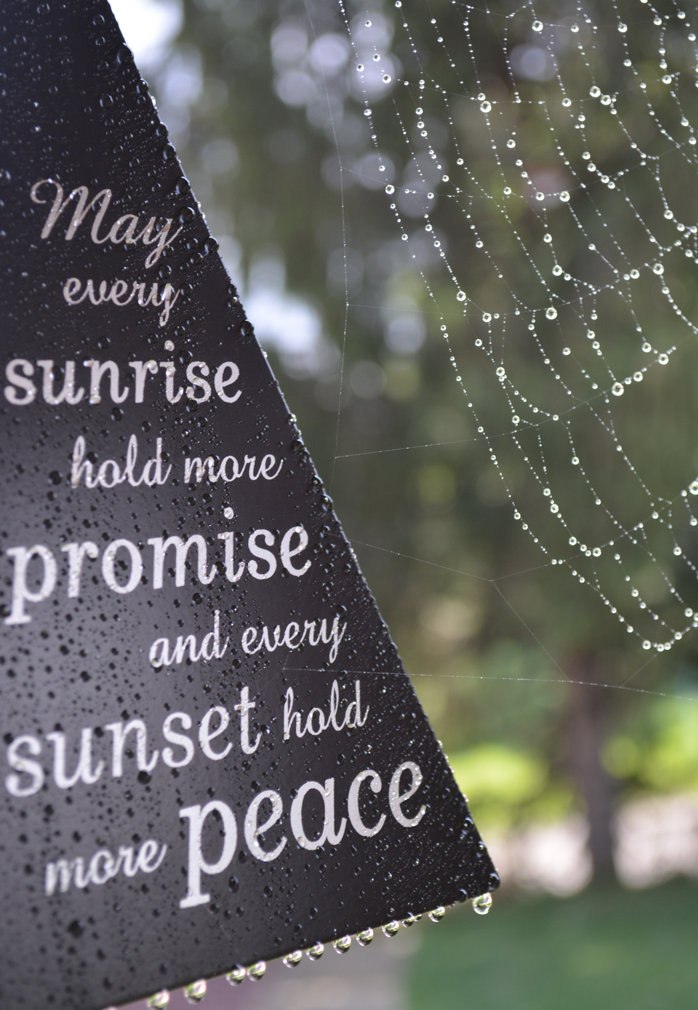 SUNRISE, PROMISE, SUNSET, AND PEACE TO ALL, EVEN THE SPIDER