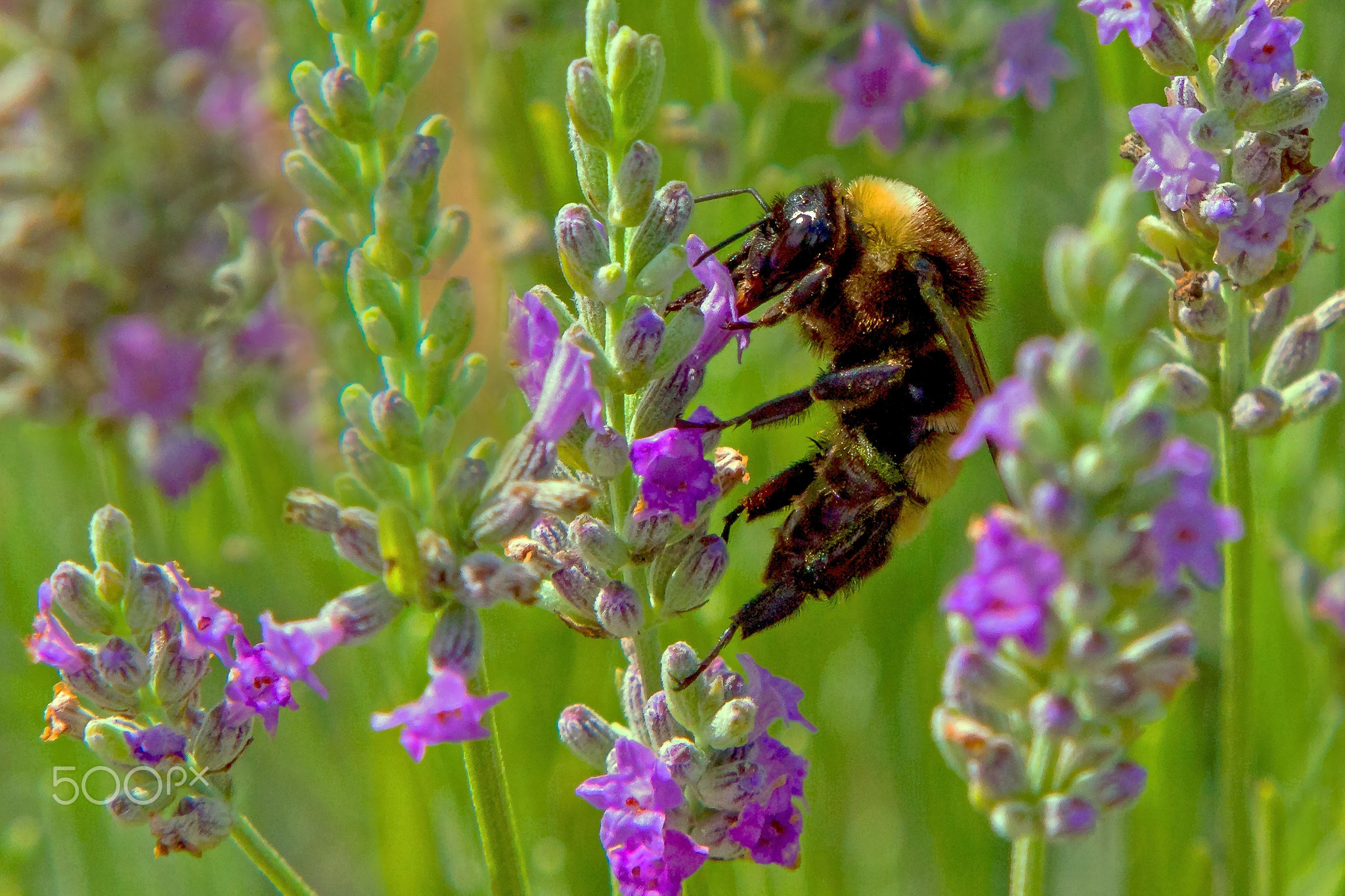 Lavender Lunch Break