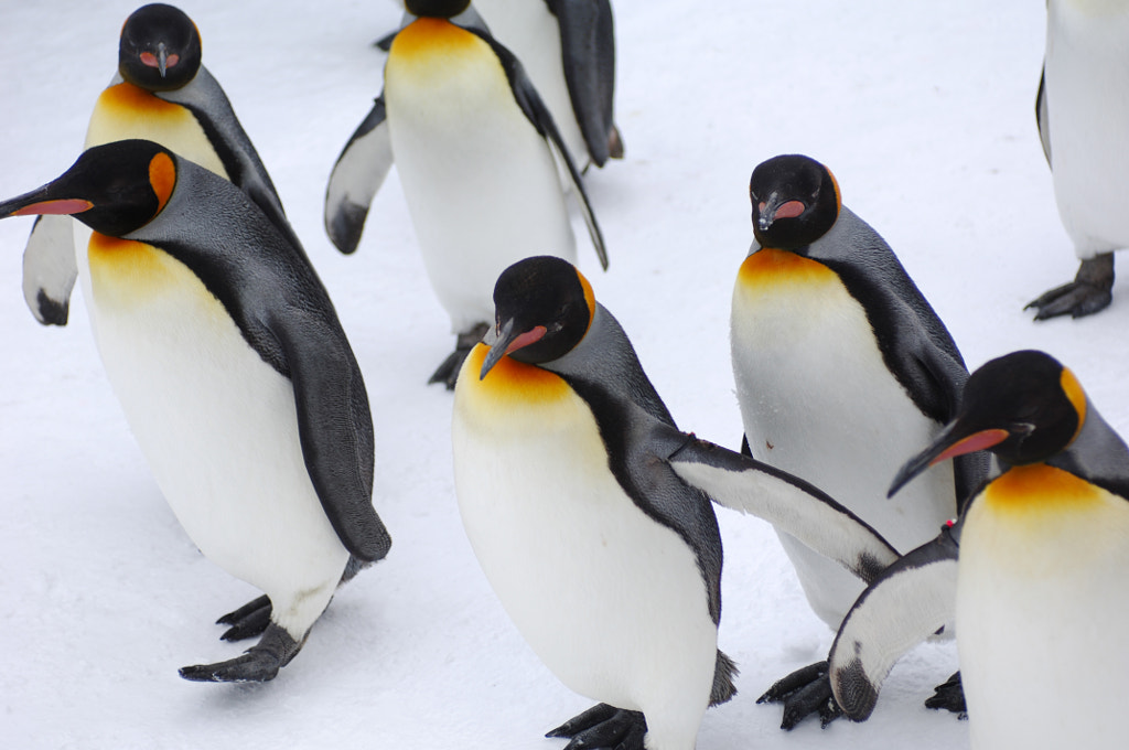 Penguins by masakazu sasaki on 500px.com