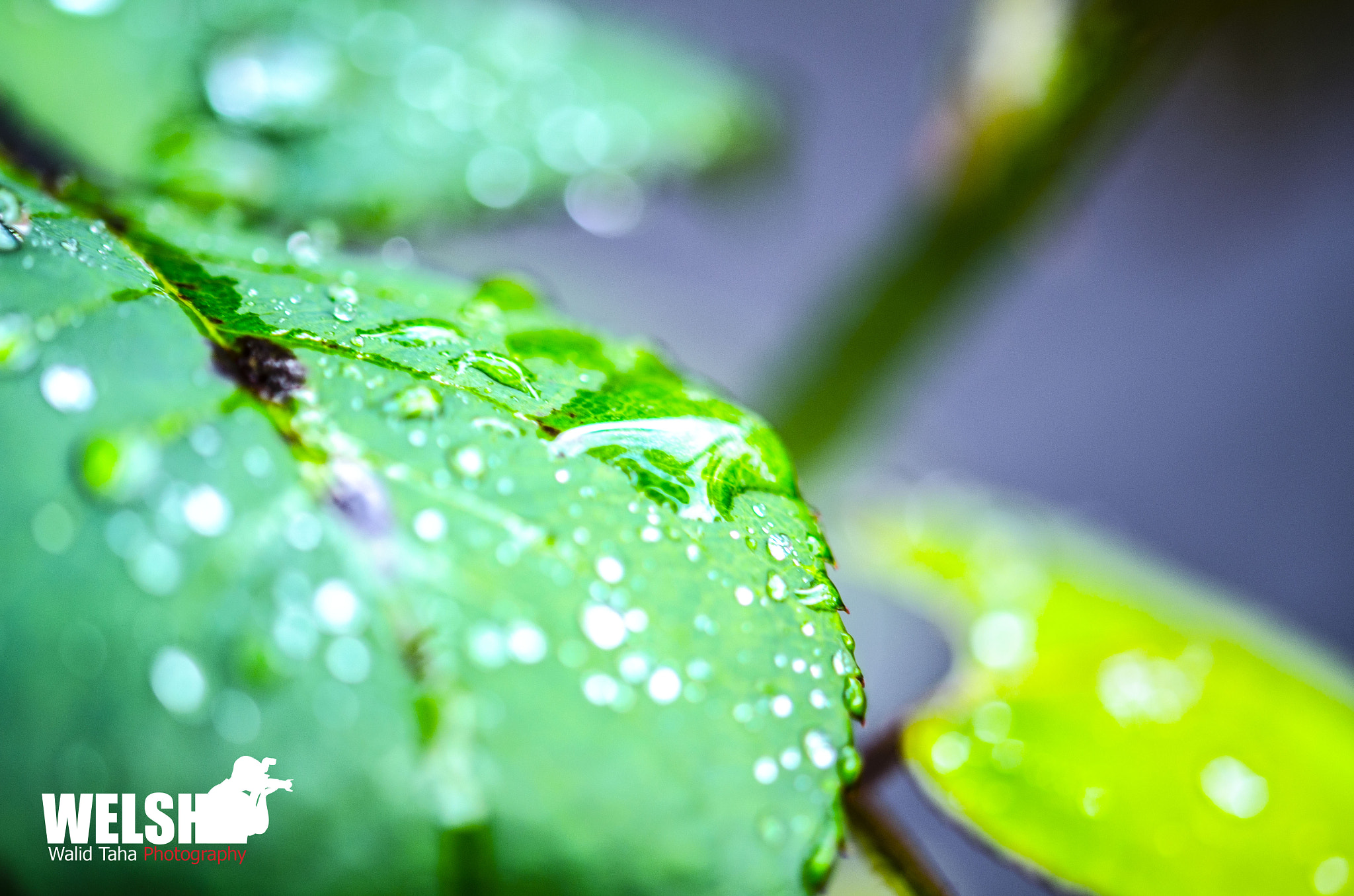 Rainy Morning