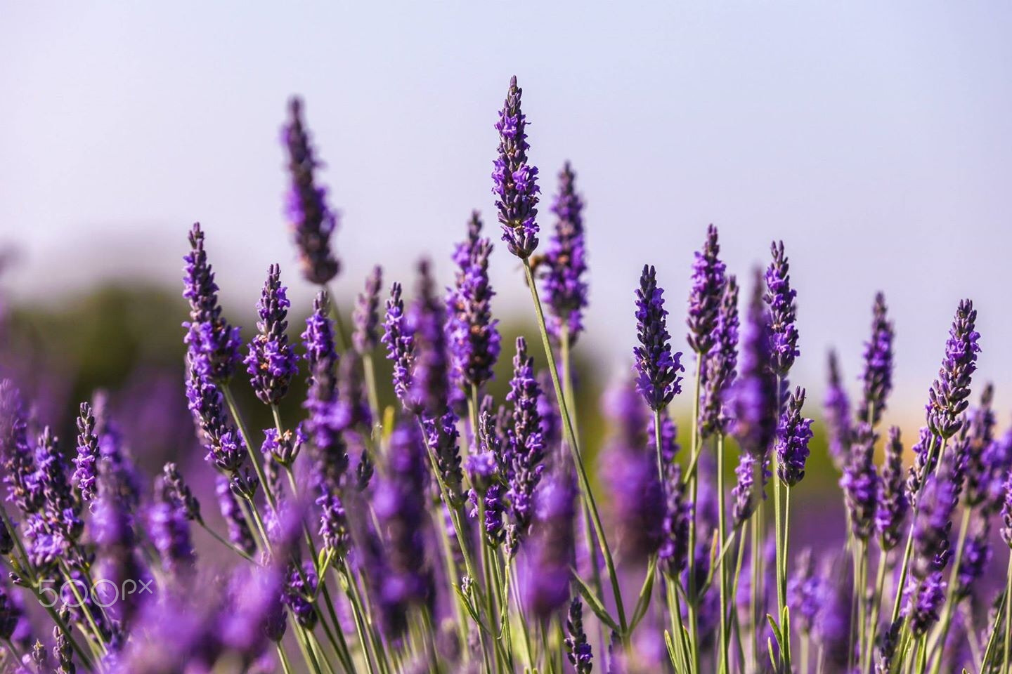 Lavender