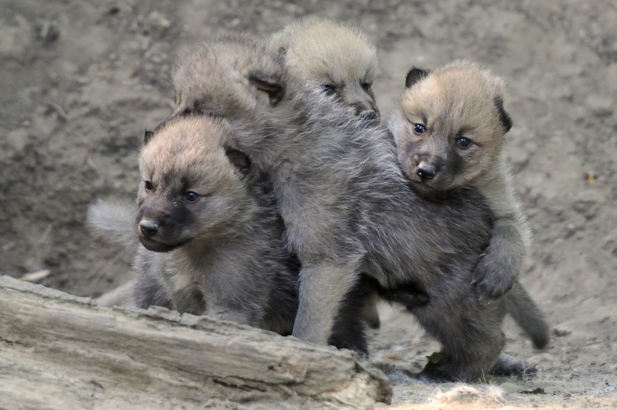 Josef Gelernter / 6 Arctic Wolfs Cubs born in Vienna Zoo Schönbrunn / 500px