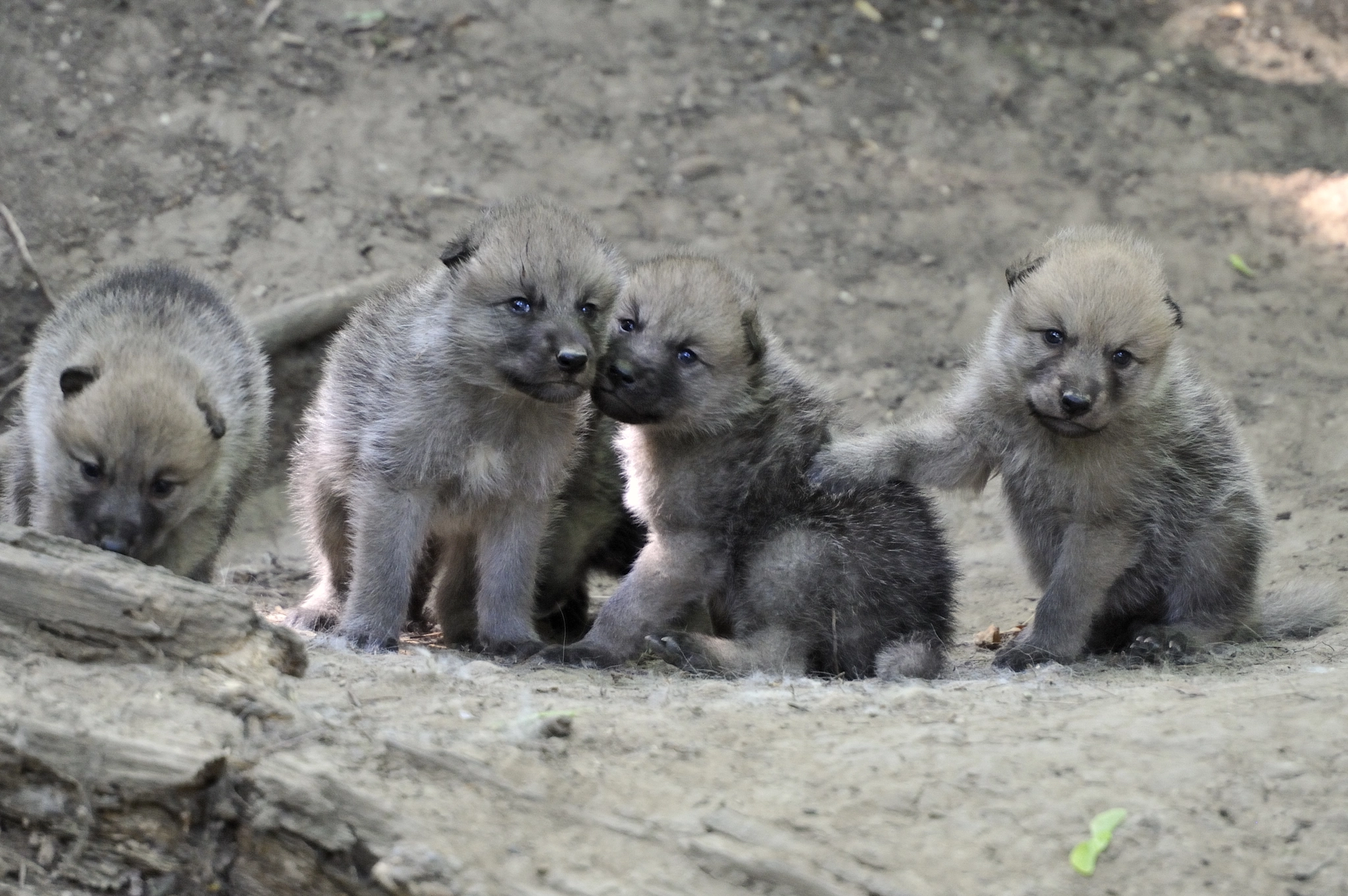Josef Gelernter / 6 Arctic Wolfs Cubs born in Vienna Zoo Schönbrunn / 500px