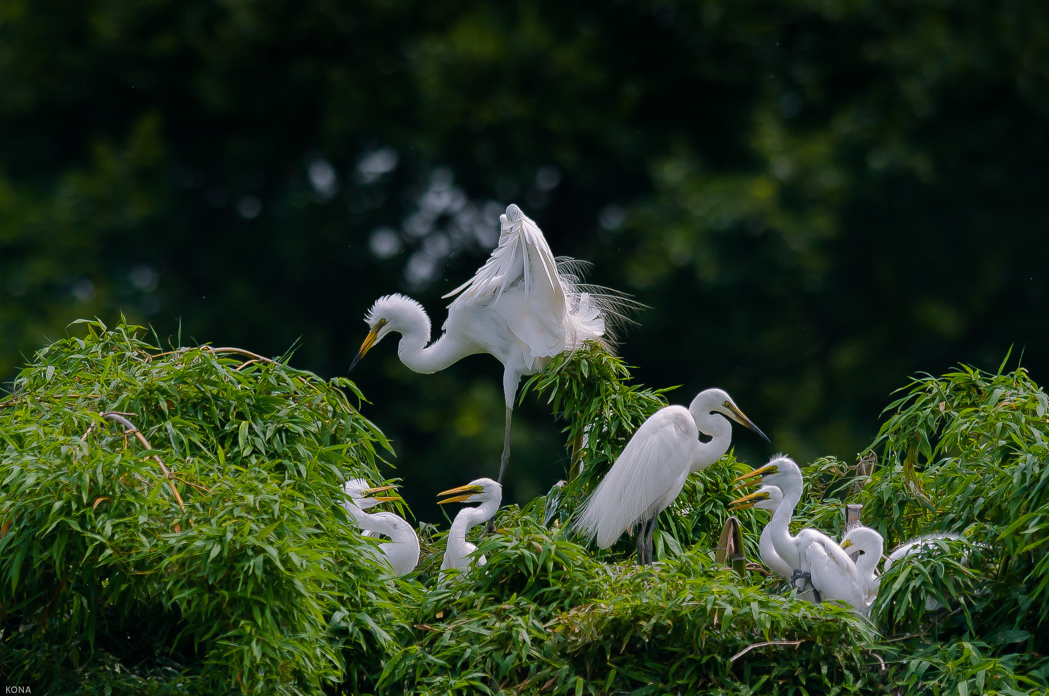 Nikon AF-S Nikkor 400mm F2.8G ED VR II sample photo. Sagi photography