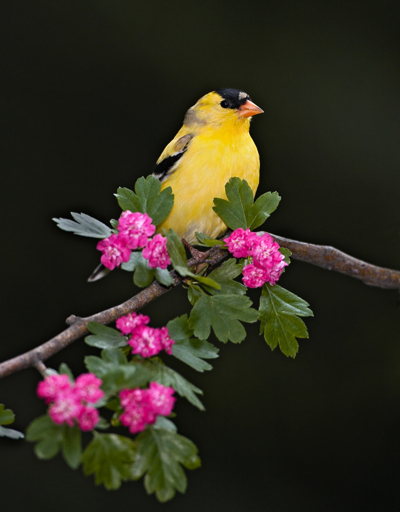 Yellow in Pink by American Goldfinch - Most Common Birds in Pennsylvania - common pennsylvania birds birds of pennsylvania-common- pennsylvania birds-backyard birds of pennsylvania -birds native to pennsylvania -winter birds of pennsylvania -birds of pennsylvania identification
