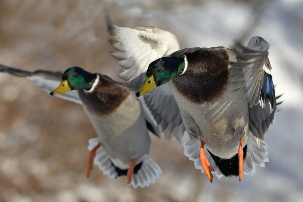 Twice by Bert  de Tilly on 500px.com