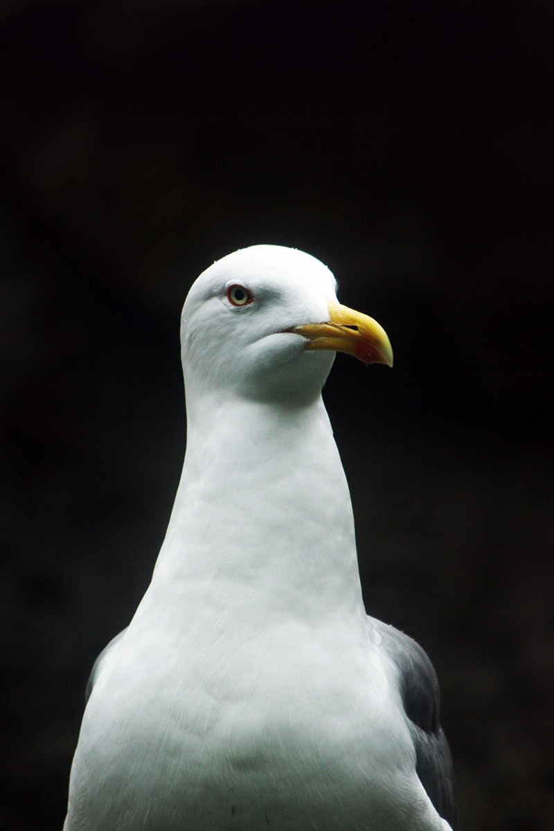 Seagull n°2