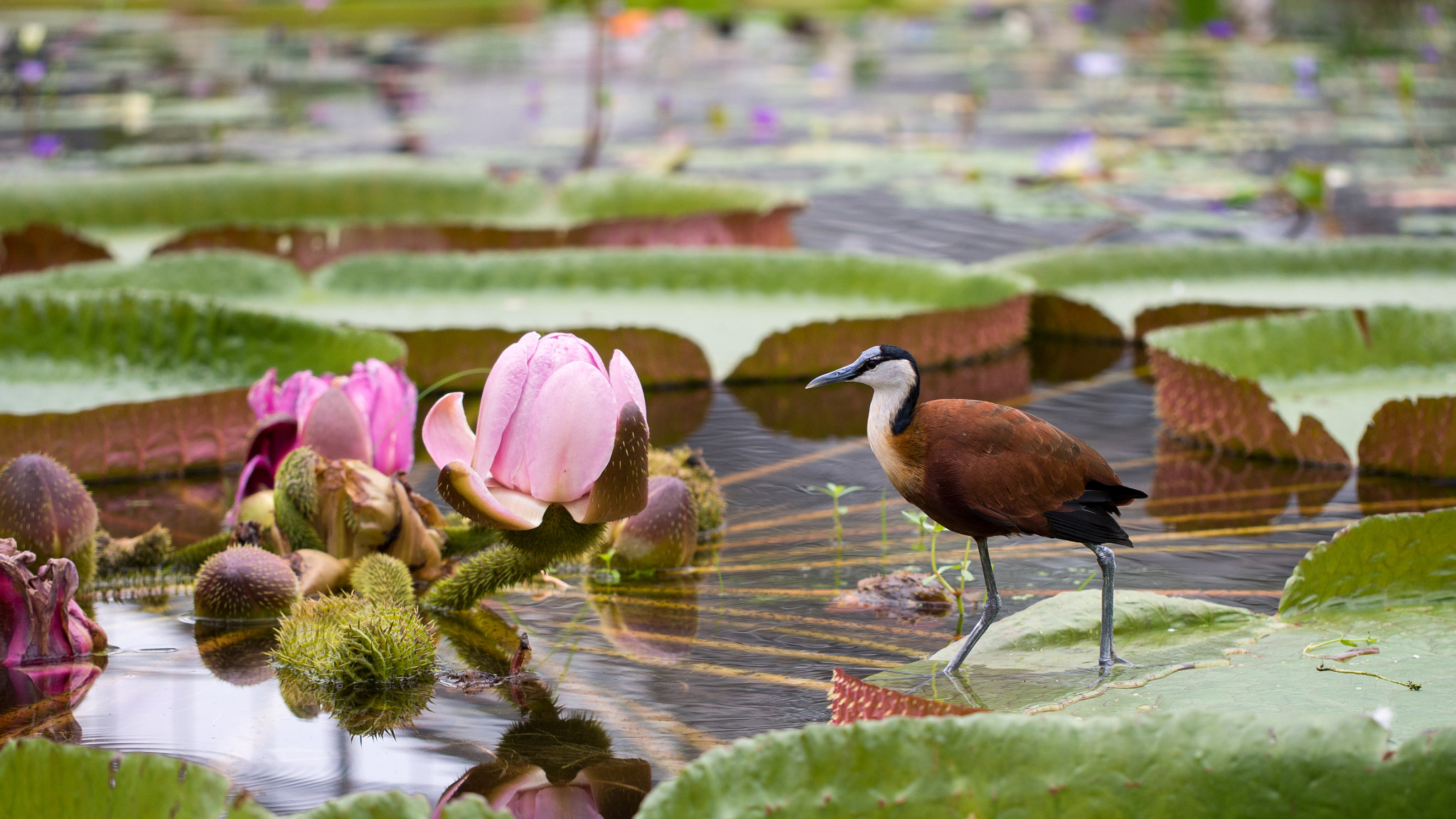 Victoria by nob1228 on 500px.com