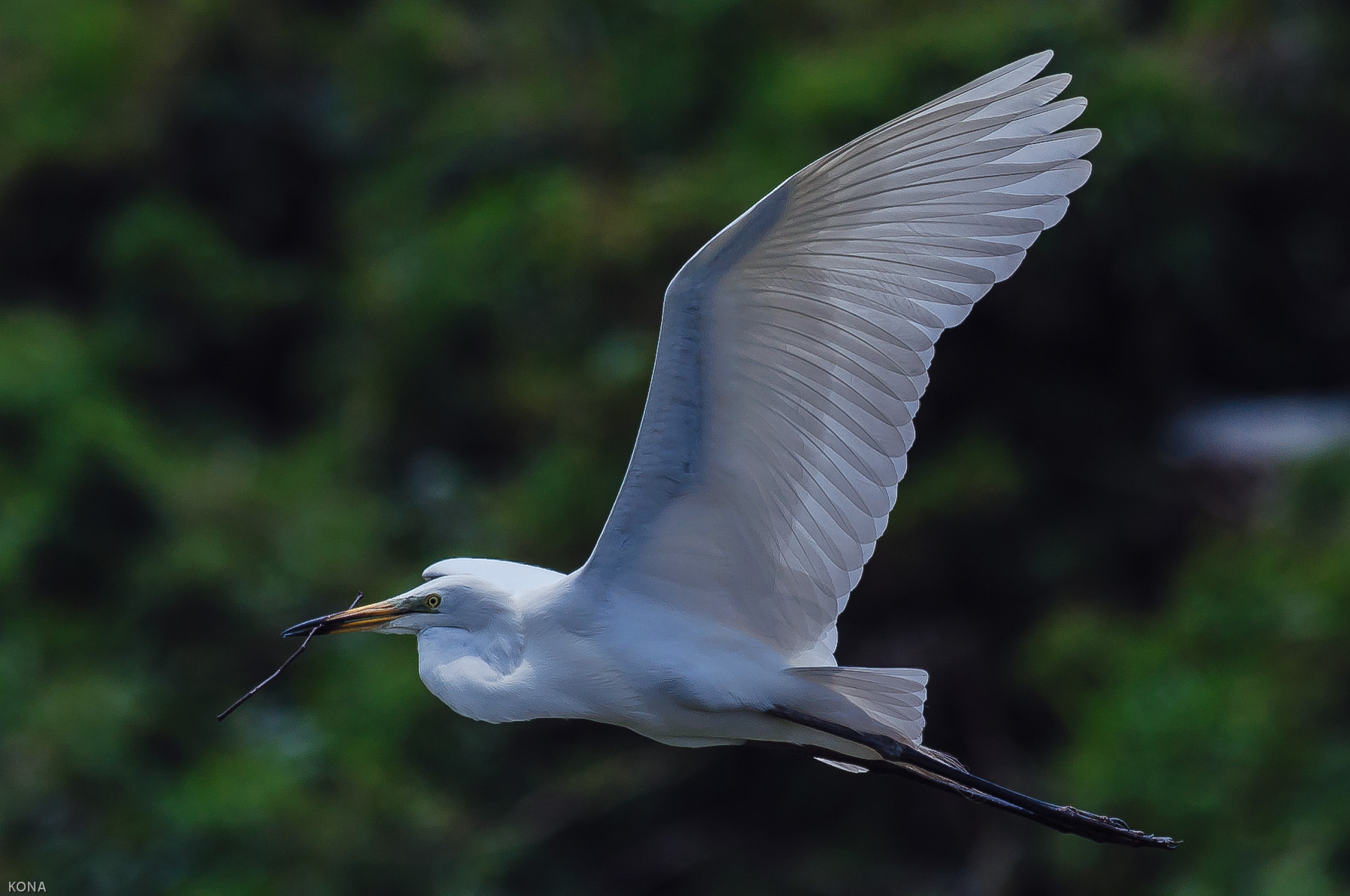 Nikon AF-S Nikkor 400mm F2.8G ED VR II sample photo. Sagi photography
