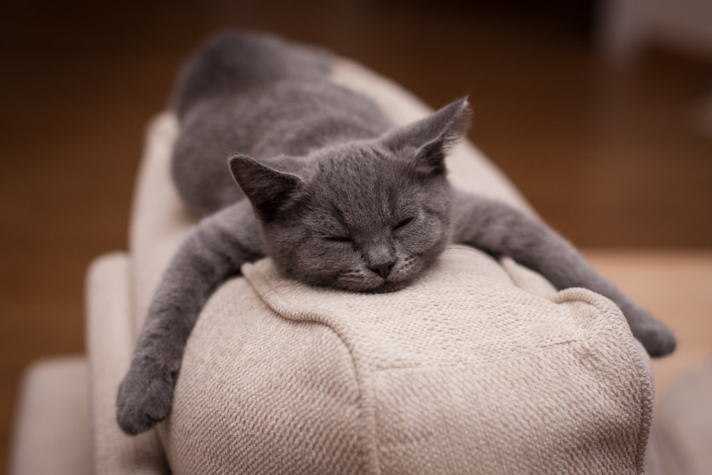 30 Sleepy Photos of Animals Napping... or Trying Really Hard Not To - 500px