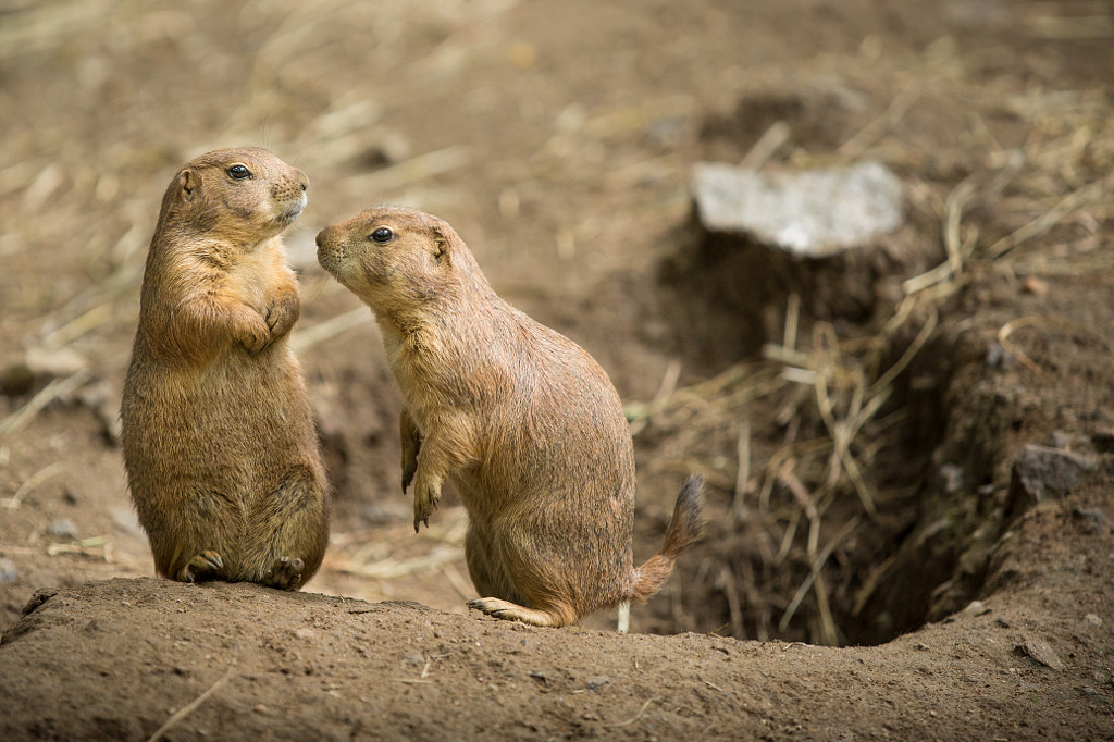 Prairie Dogs by Michael DeMicco on 500px.com